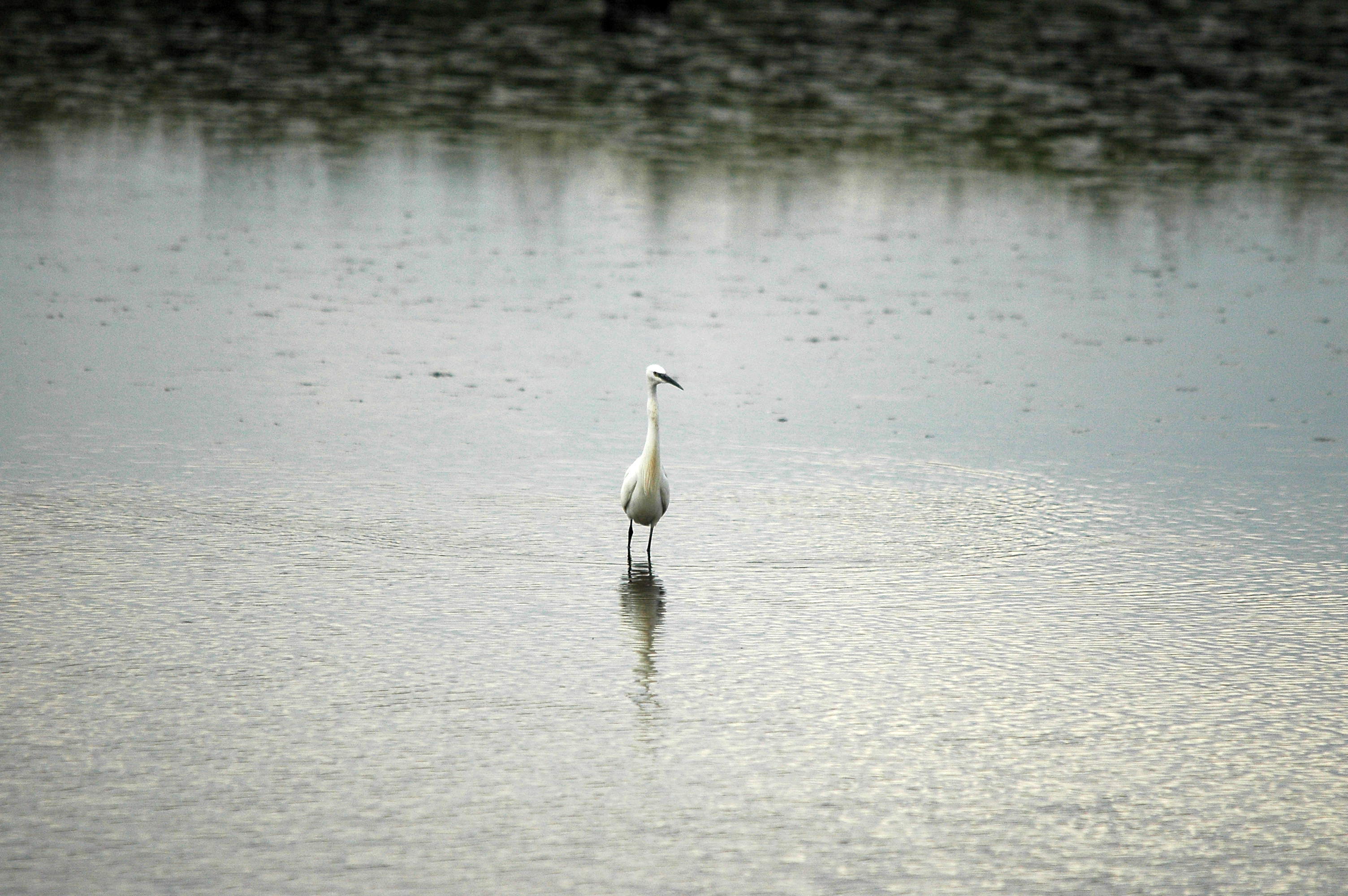 photos/wildlife/Bird_Species/021-Herons/0320-Little_Egret/dsc_2762.jpg