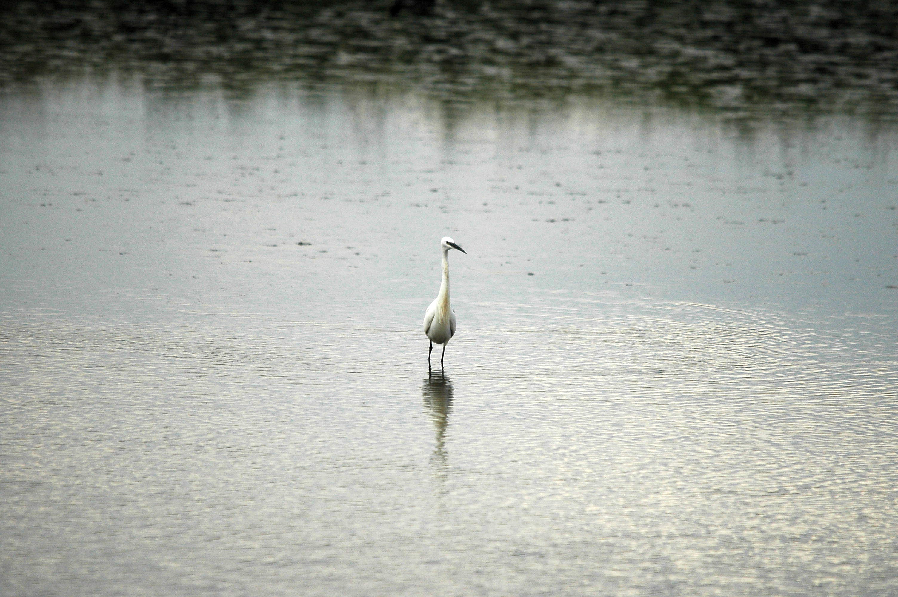 photos/wildlife/Bird_Species/021-Herons/0320-Little_Egret/dsc_2763.jpg
