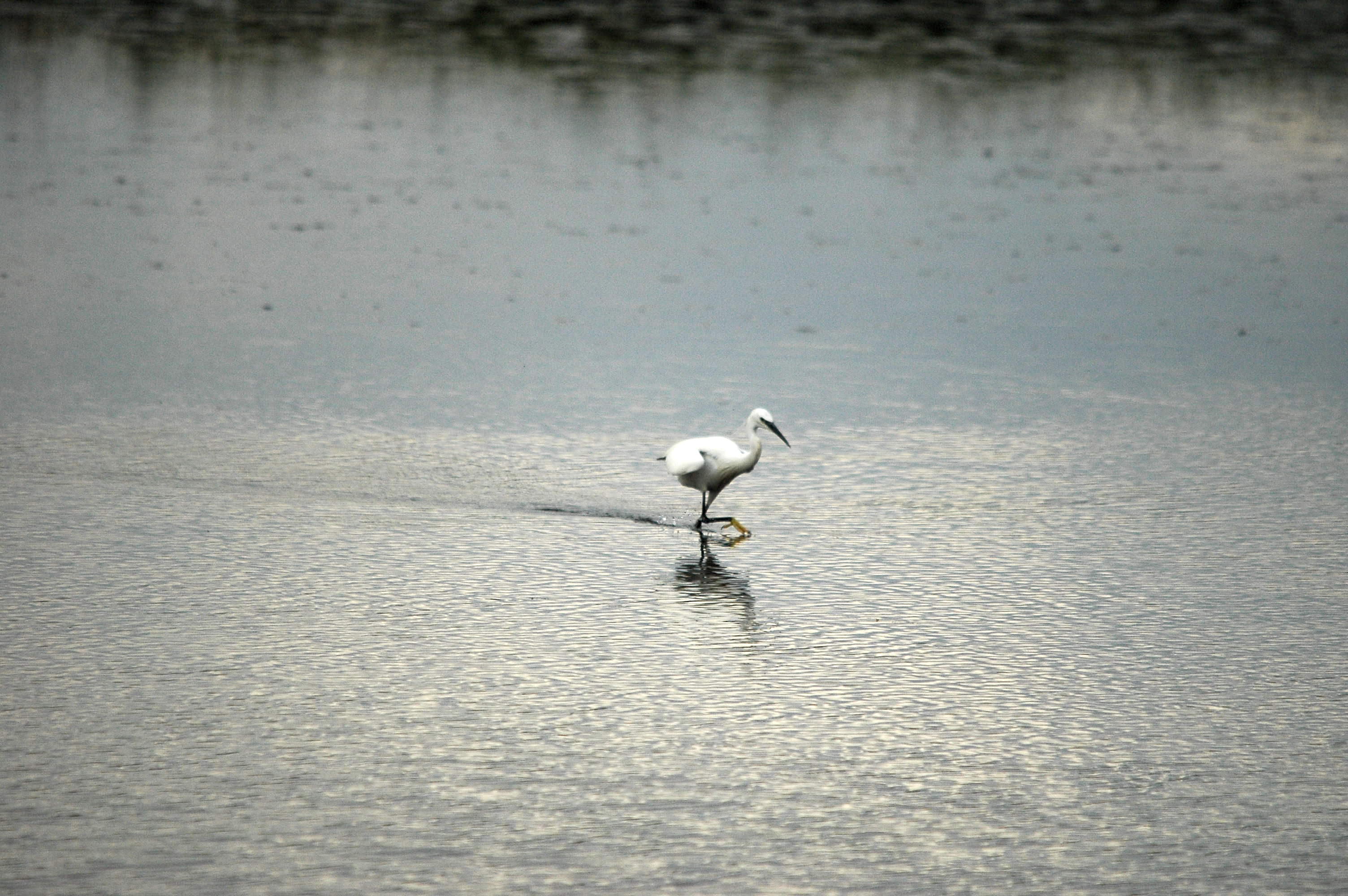 photos/wildlife/Bird_Species/021-Herons/0320-Little_Egret/dsc_2764.jpg
