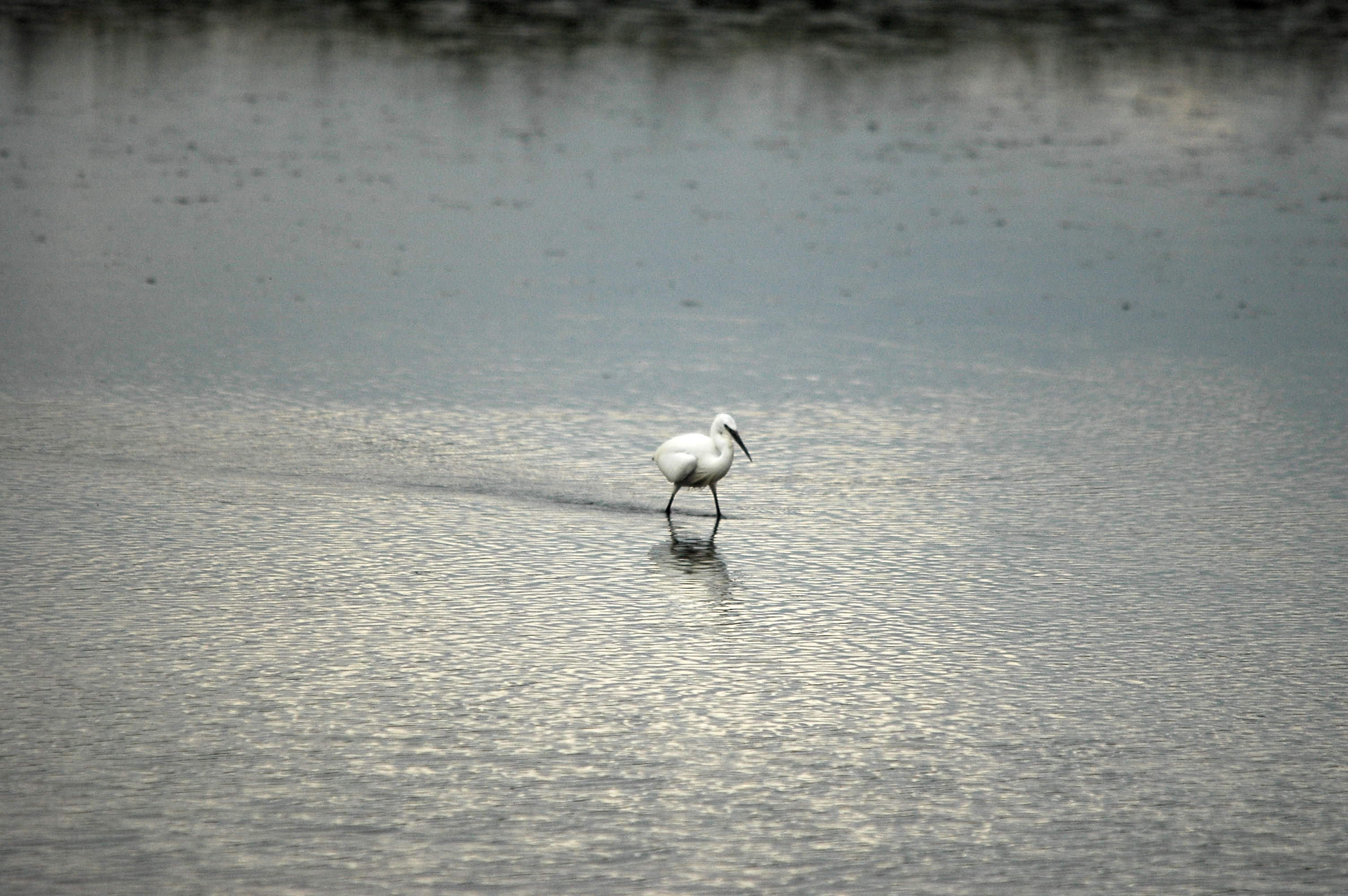 photos/wildlife/Bird_Species/021-Herons/0320-Little_Egret/dsc_2765.jpg