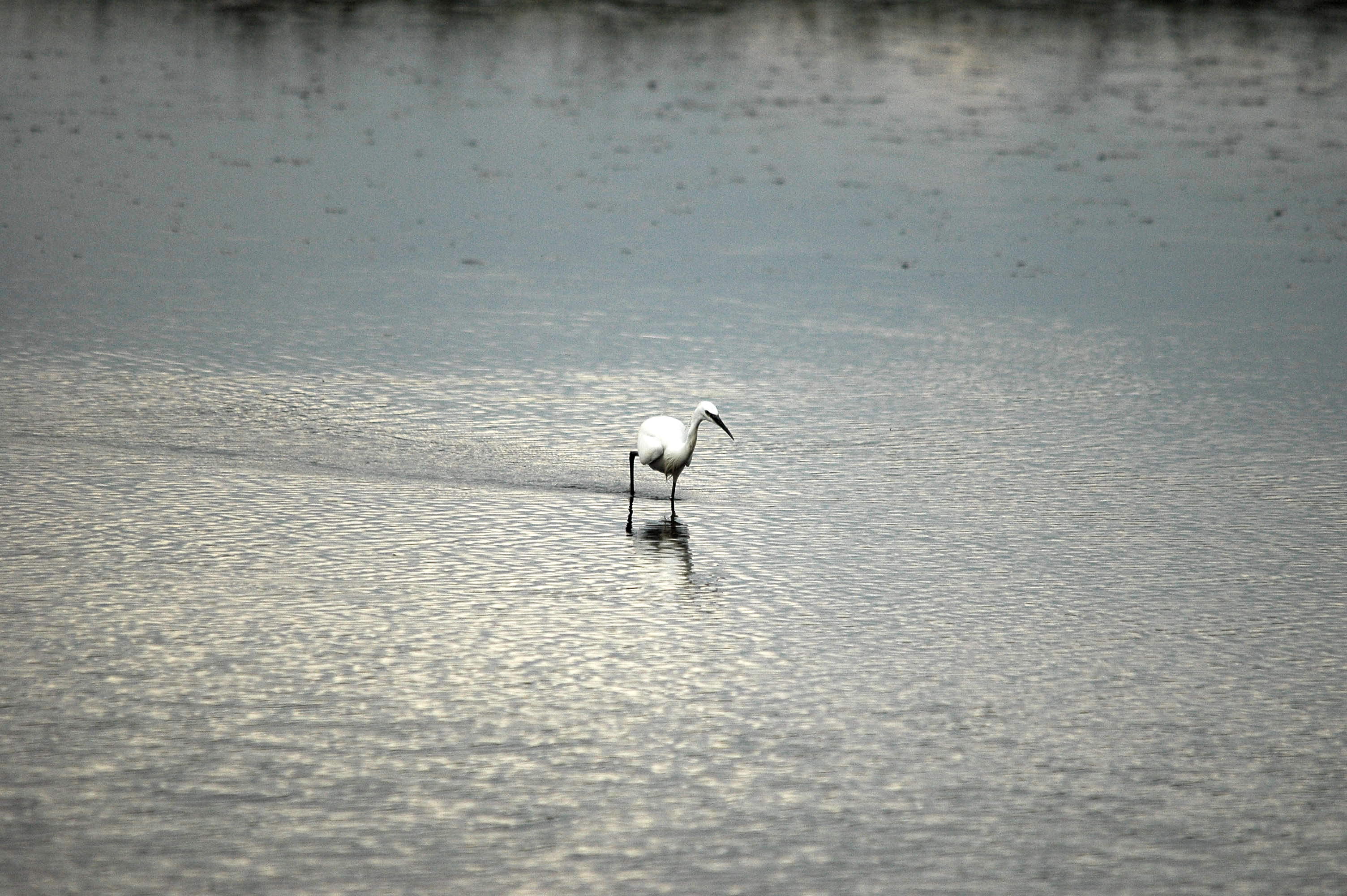 photos/wildlife/Bird_Species/021-Herons/0320-Little_Egret/dsc_2766.jpg