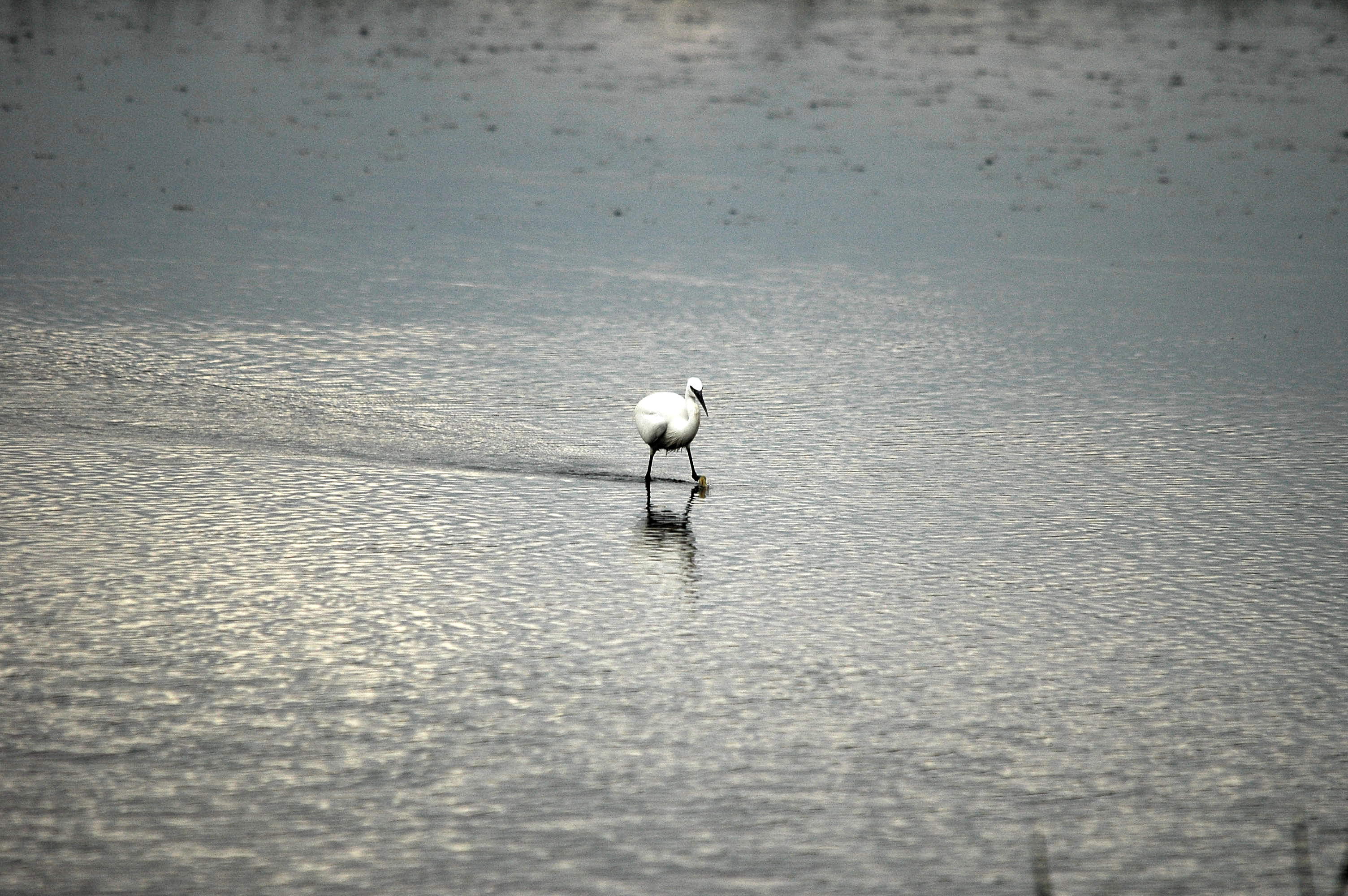 photos/wildlife/Bird_Species/021-Herons/0320-Little_Egret/dsc_2767.jpg