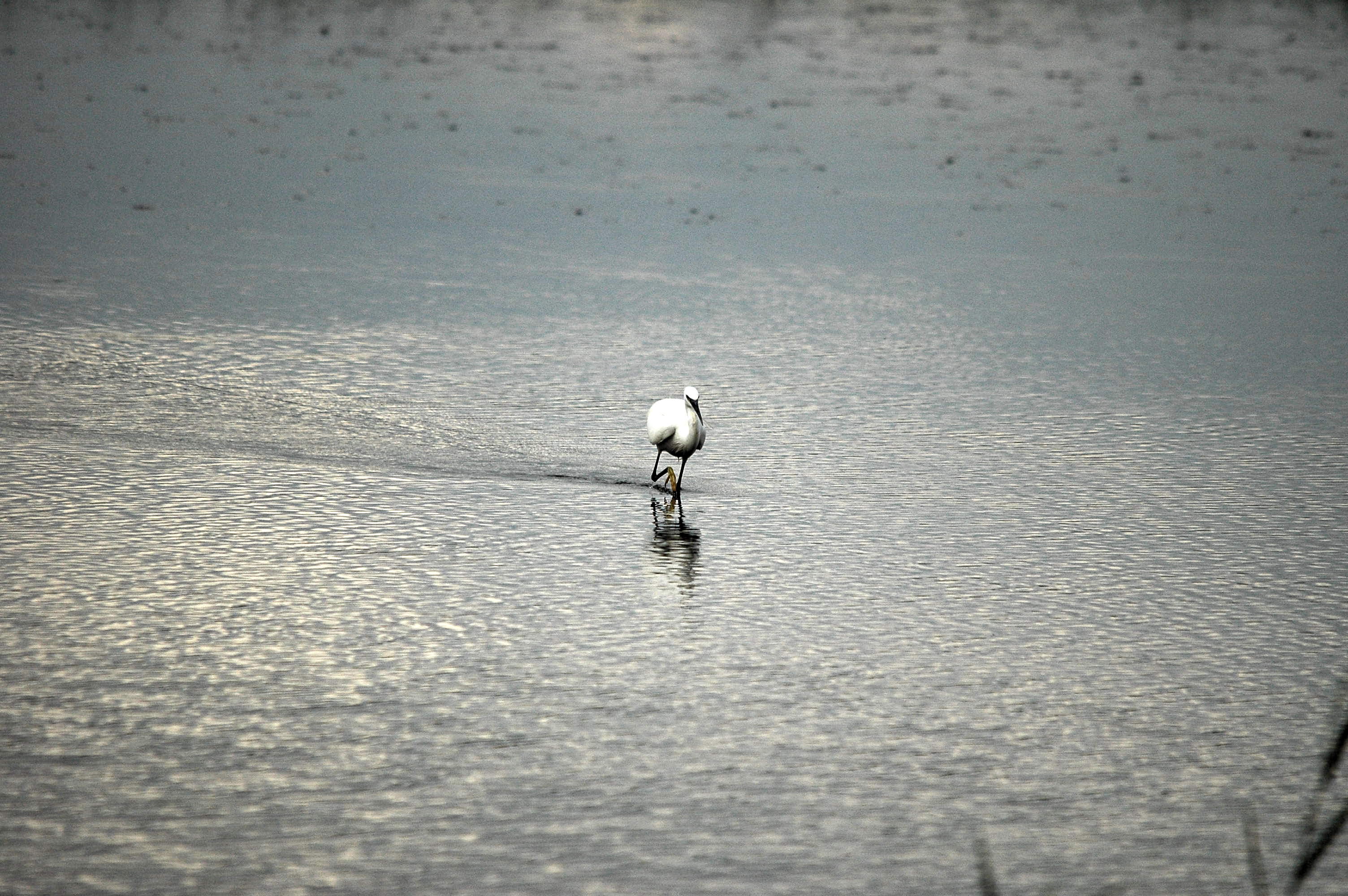 photos/wildlife/Bird_Species/021-Herons/0320-Little_Egret/dsc_2768.jpg