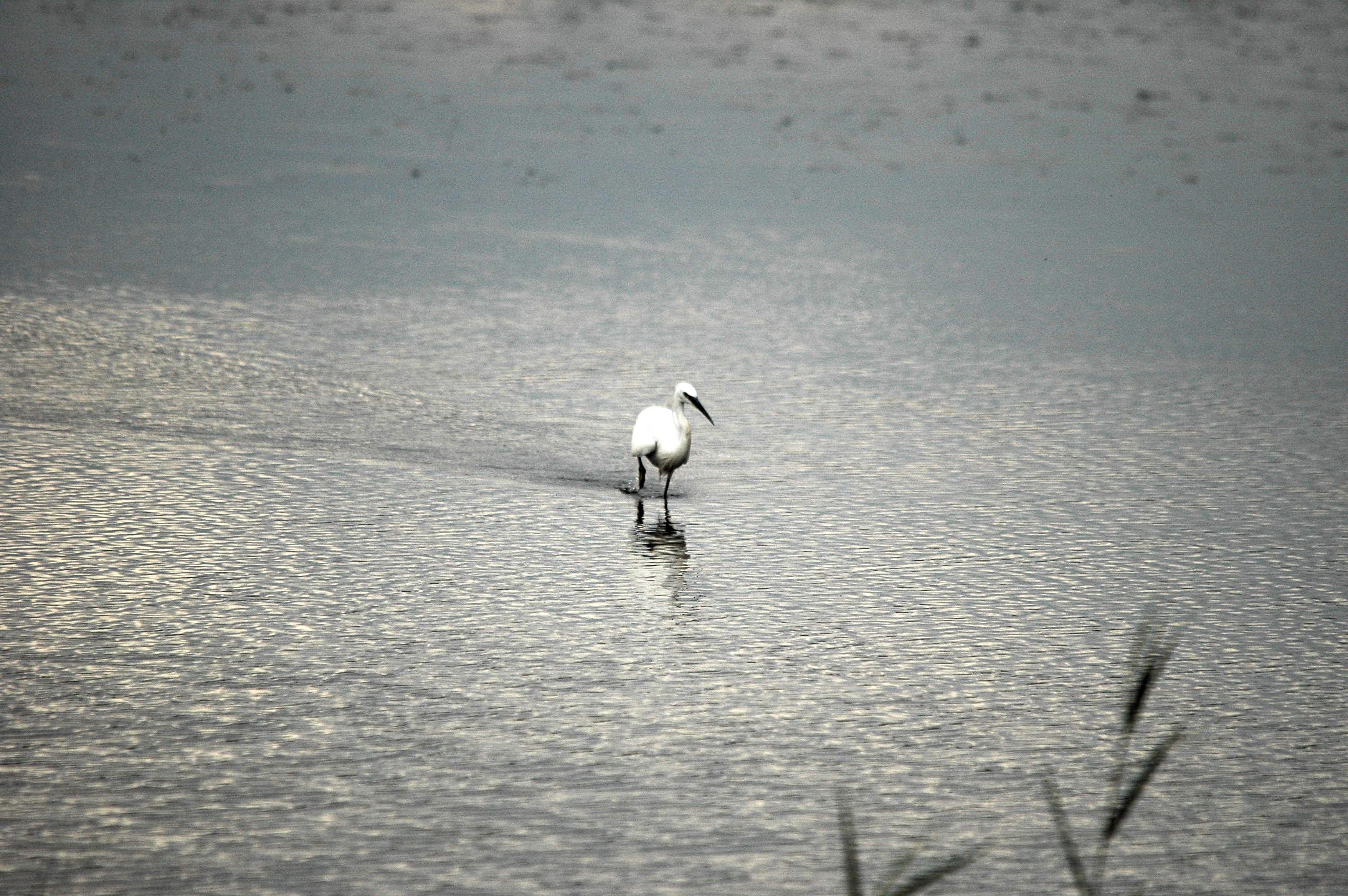 photos/wildlife/Bird_Species/021-Herons/0320-Little_Egret/dsc_2769.jpg