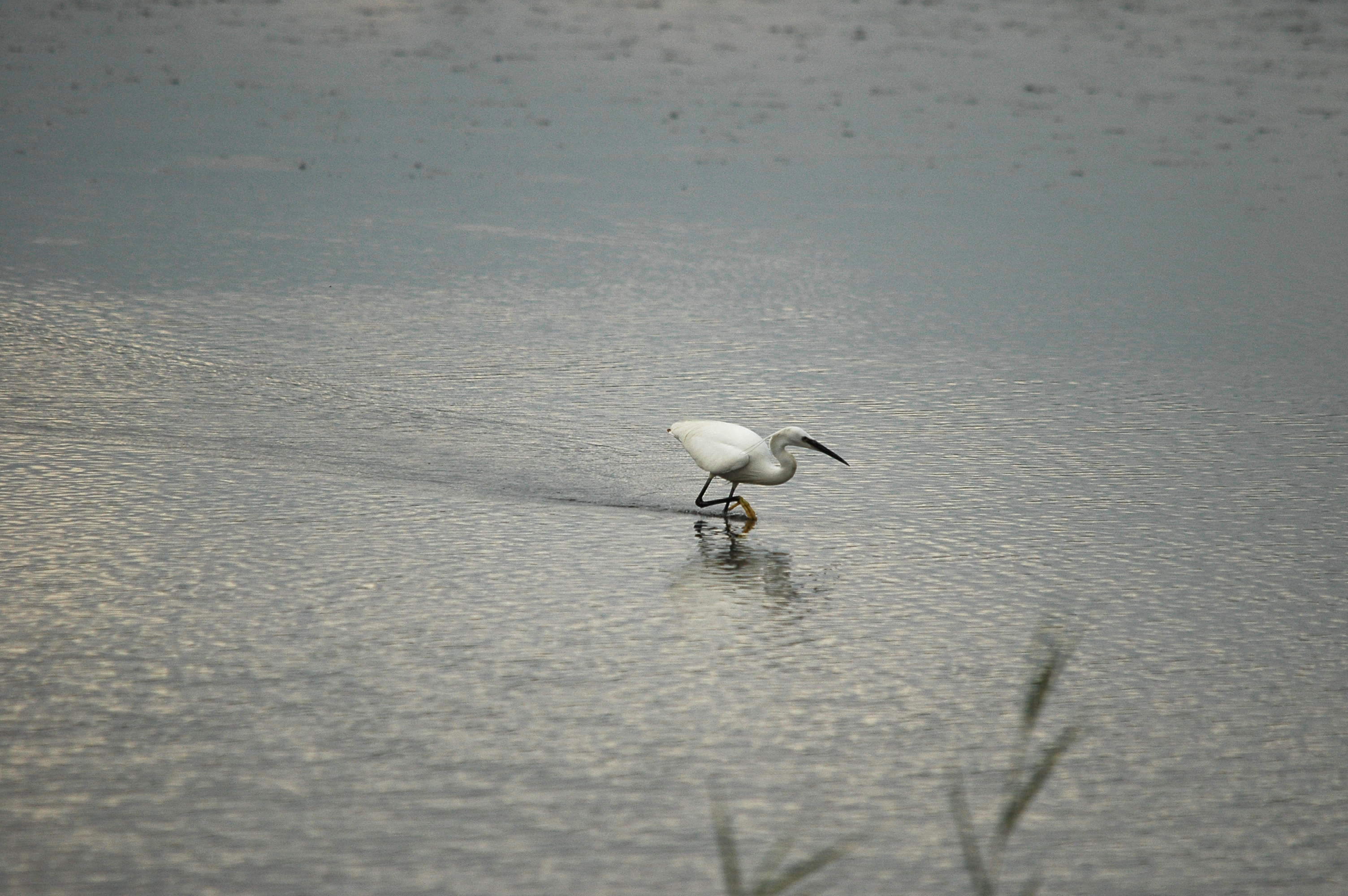photos/wildlife/Bird_Species/021-Herons/0320-Little_Egret/dsc_2770.jpg