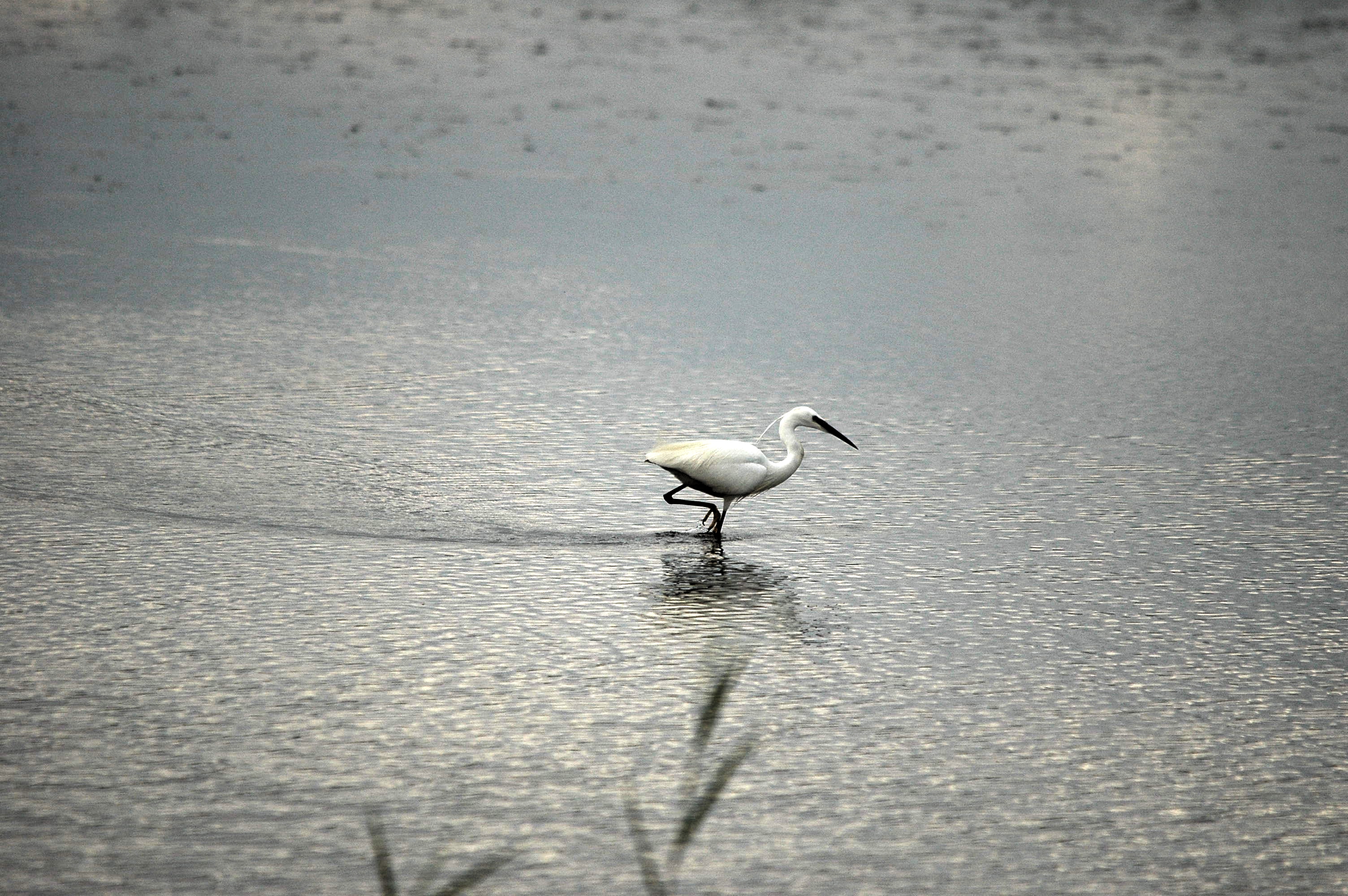photos/wildlife/Bird_Species/021-Herons/0320-Little_Egret/dsc_2771.jpg