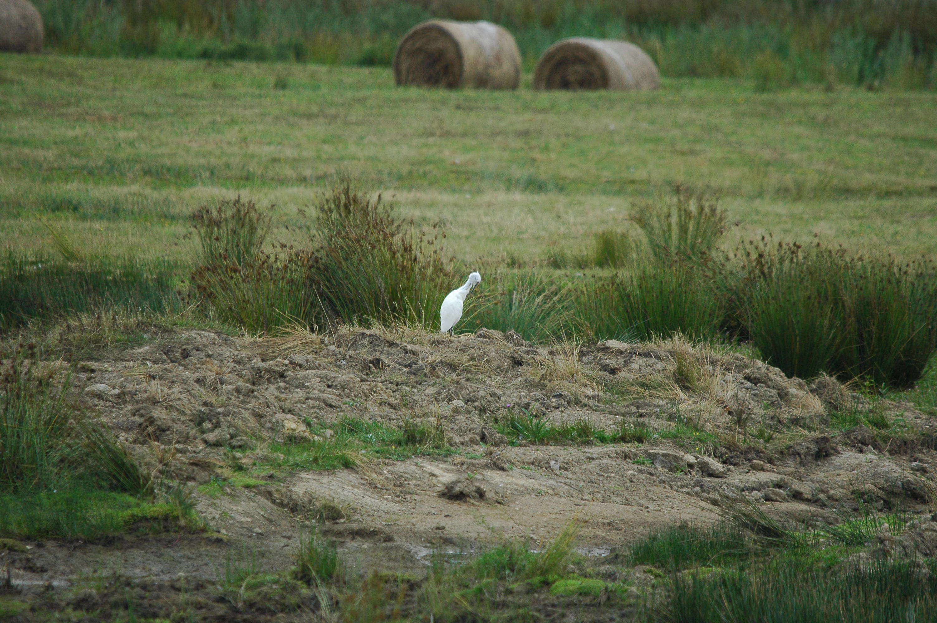 photos/wildlife/Bird_Species/021-Herons/0320-Little_Egret/dsc_2859.jpg