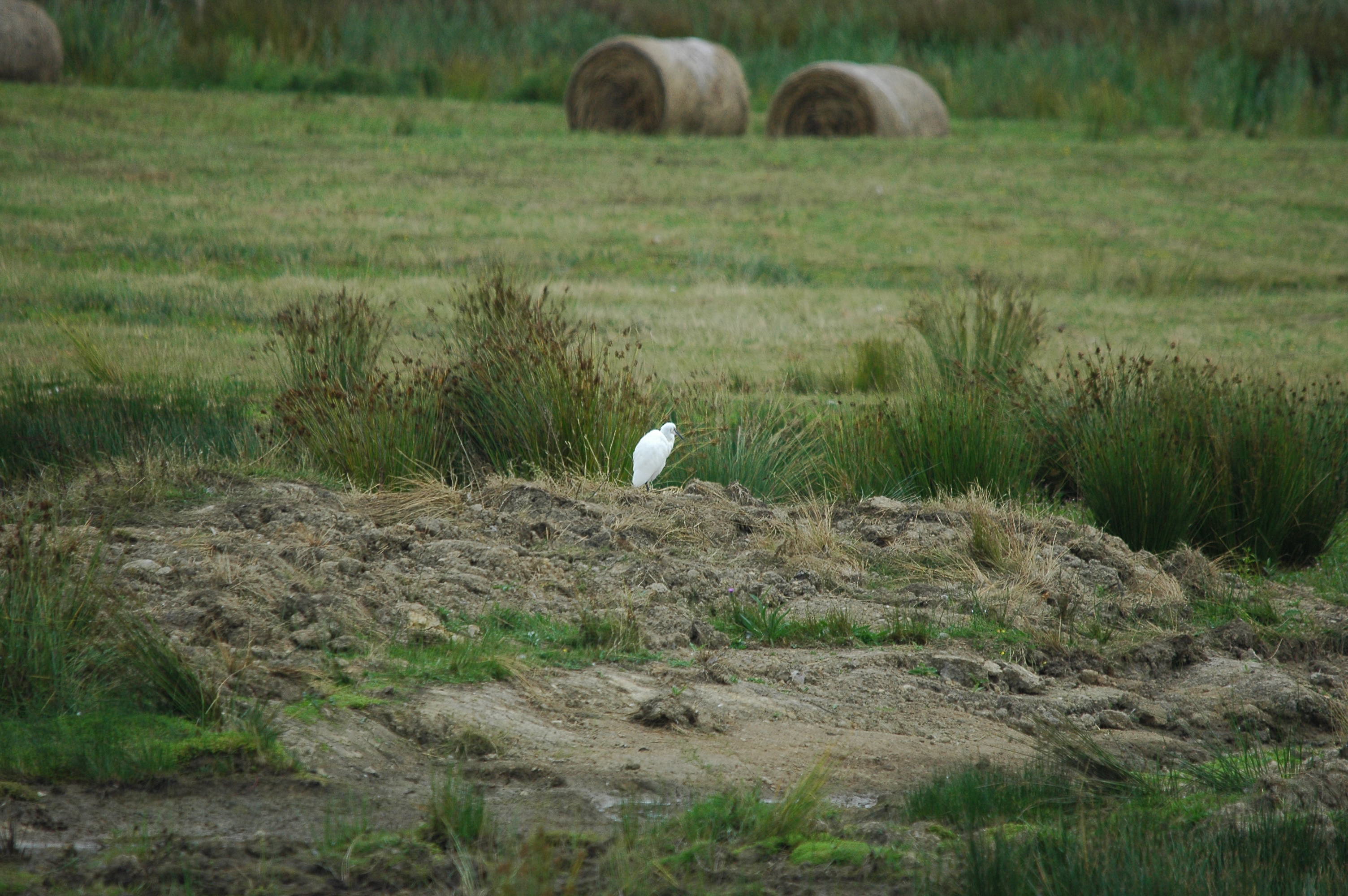 photos/wildlife/Bird_Species/021-Herons/0320-Little_Egret/dsc_2860.jpg