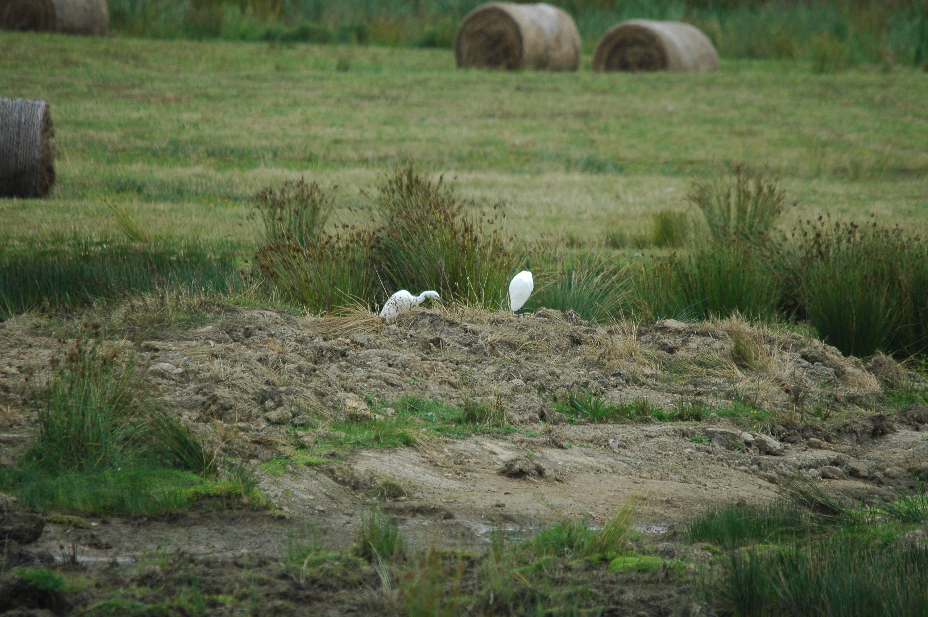 photos/wildlife/Bird_Species/021-Herons/0320-Little_Egret/dsc_2861.jpg