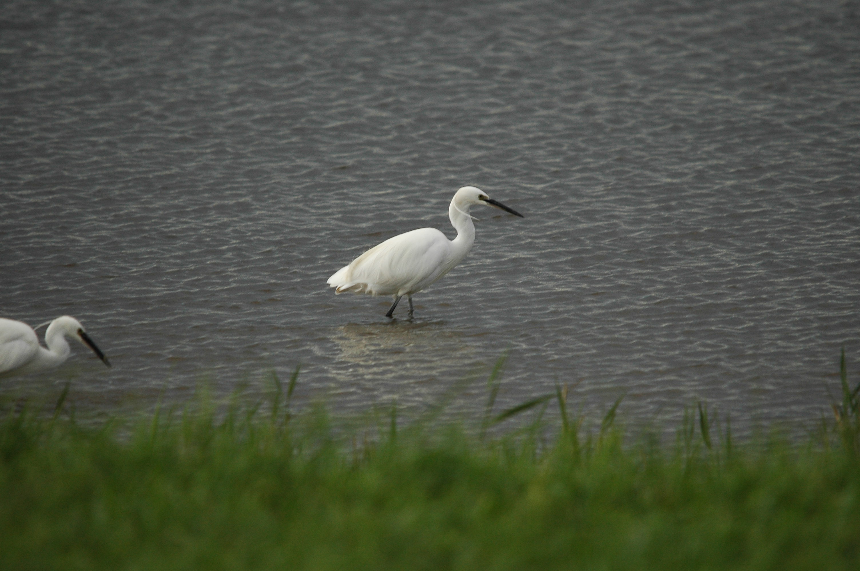 photos/wildlife/Bird_Species/021-Herons/0320-Little_Egret/dsc_3480.jpg
