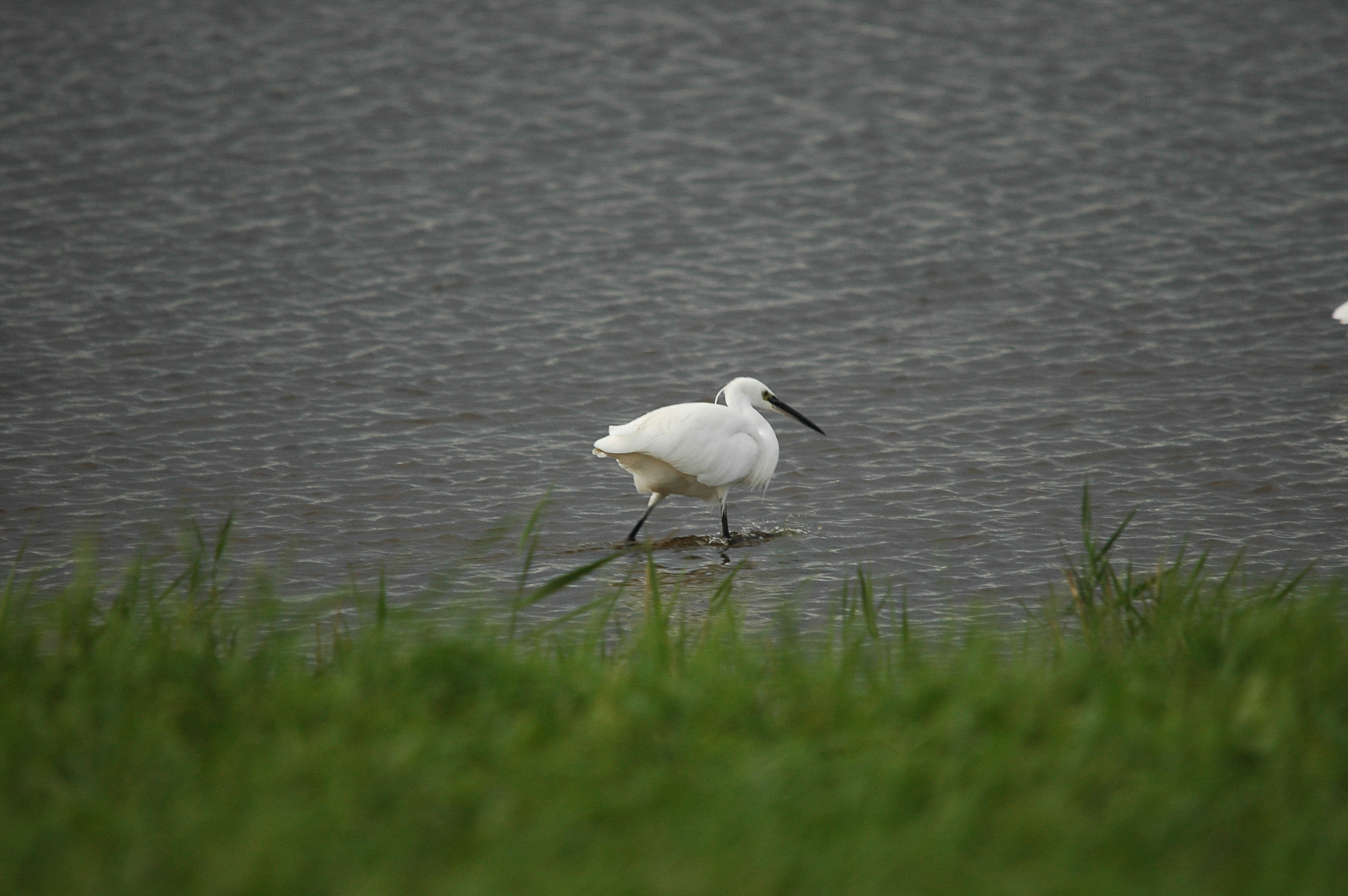 photos/wildlife/Bird_Species/021-Herons/0320-Little_Egret/dsc_3481.jpg