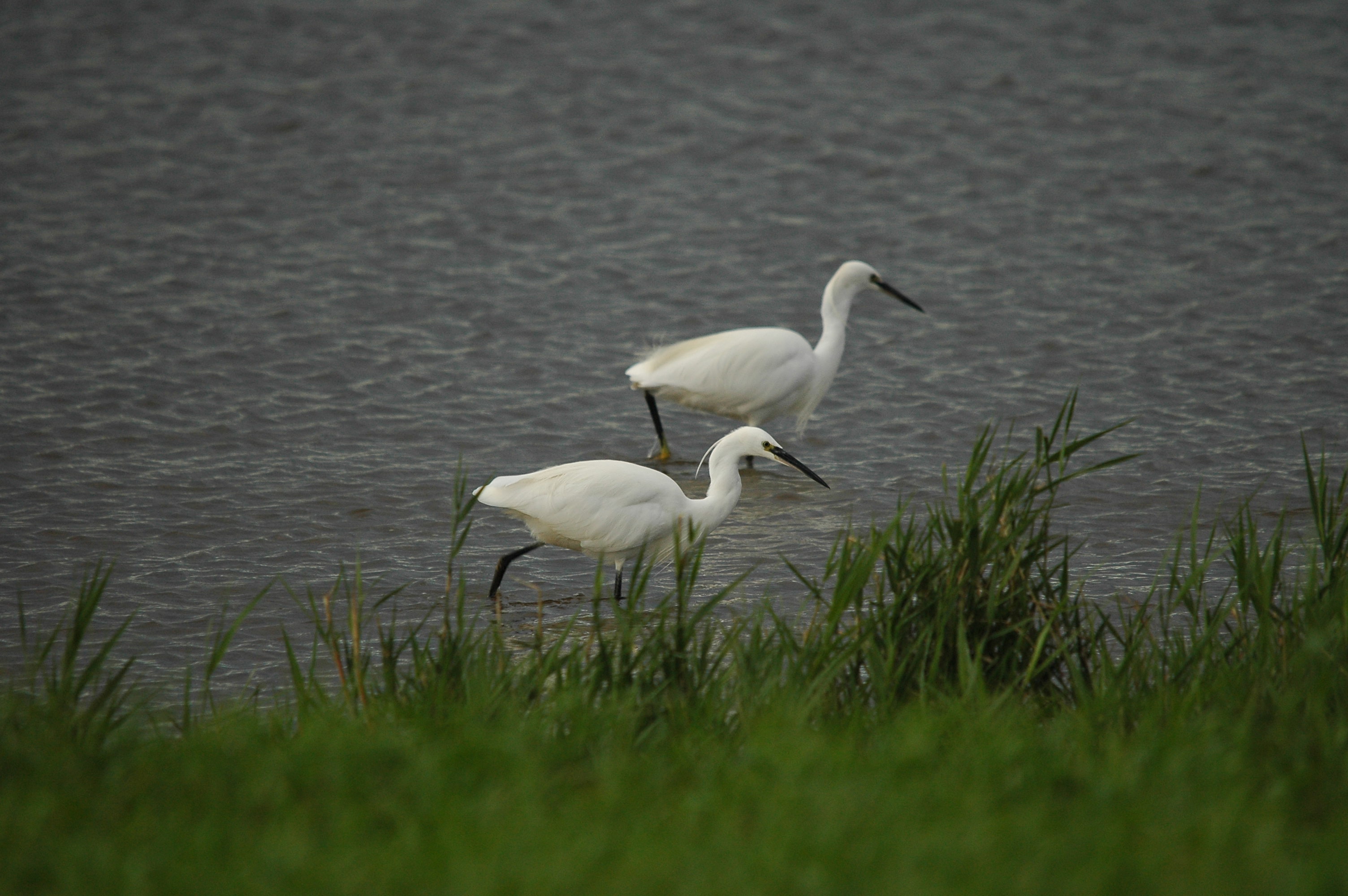photos/wildlife/Bird_Species/021-Herons/0320-Little_Egret/dsc_3482.jpg