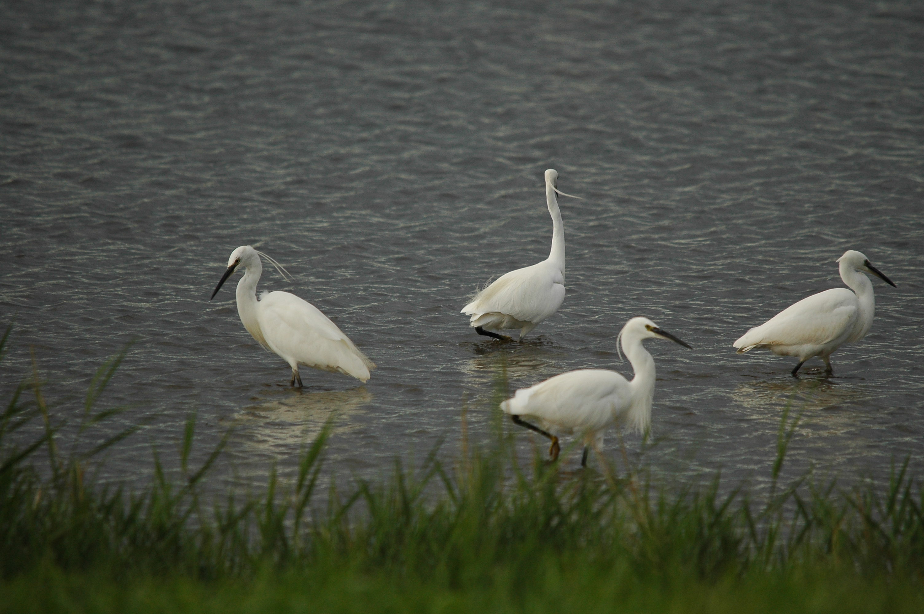 photos/wildlife/Bird_Species/021-Herons/0320-Little_Egret/dsc_3483.jpg