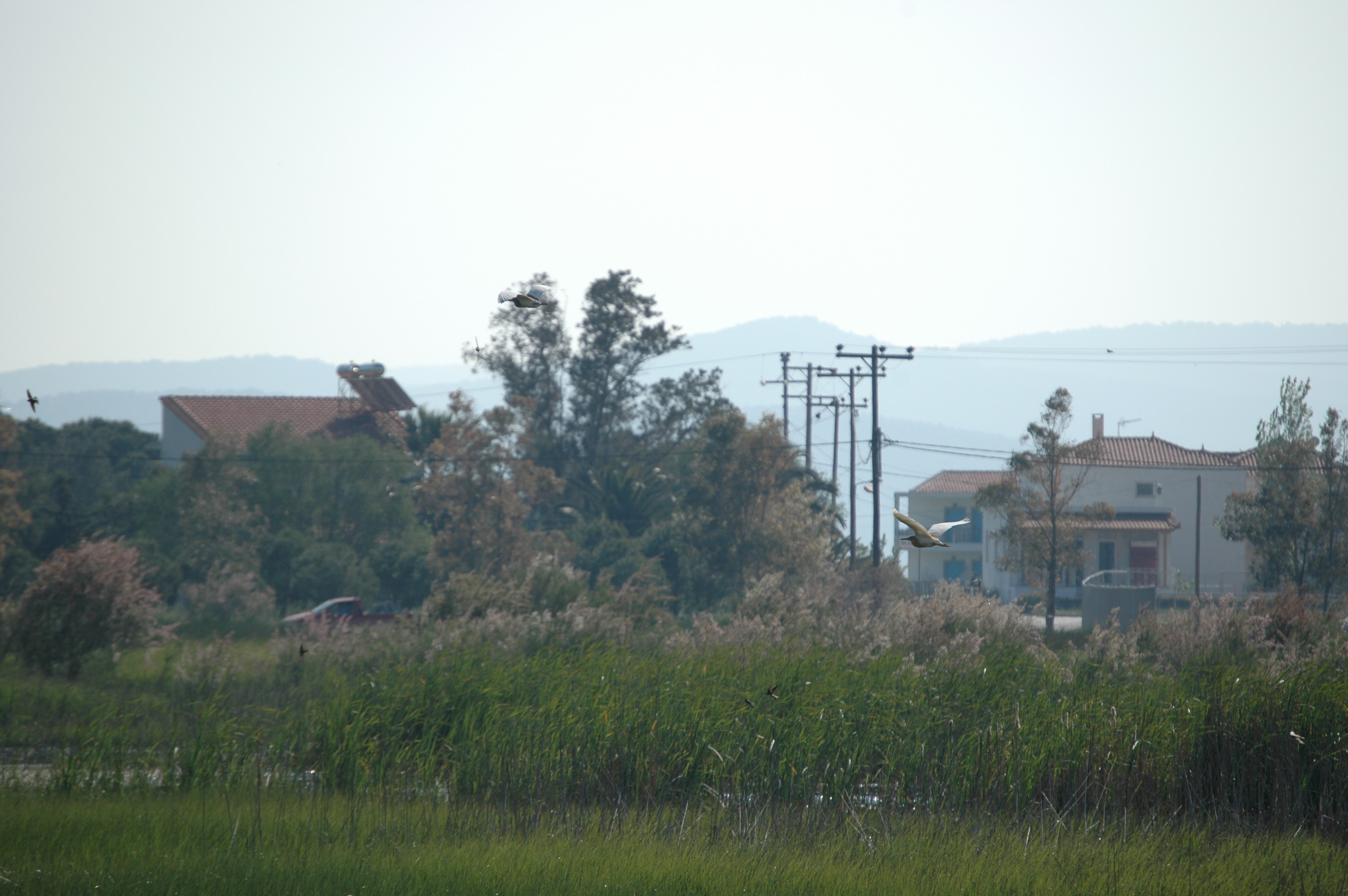 photos/wildlife/Bird_Species/021-Herons/0325-Squacco_Heron/20060425-Lesvos-01.jpg