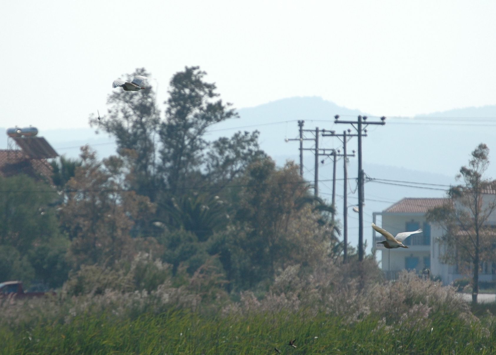 photos/wildlife/Bird_Species/021-Herons/0325-Squacco_Heron/20060425-Lesvos-01_small.jpg