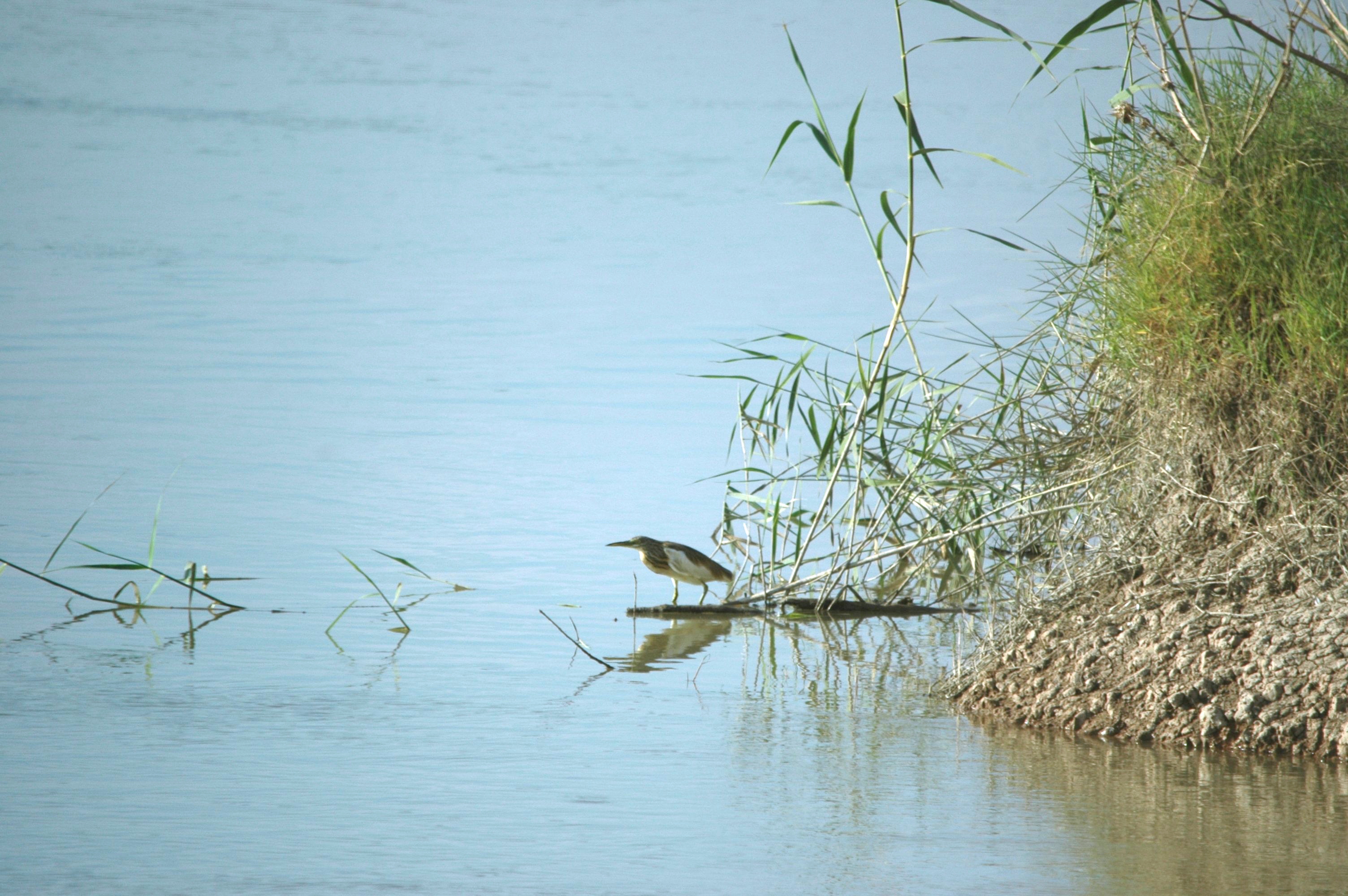 photos/wildlife/Bird_Species/021-Herons/0325-Squacco_Heron/20090924-Spain-01.jpg