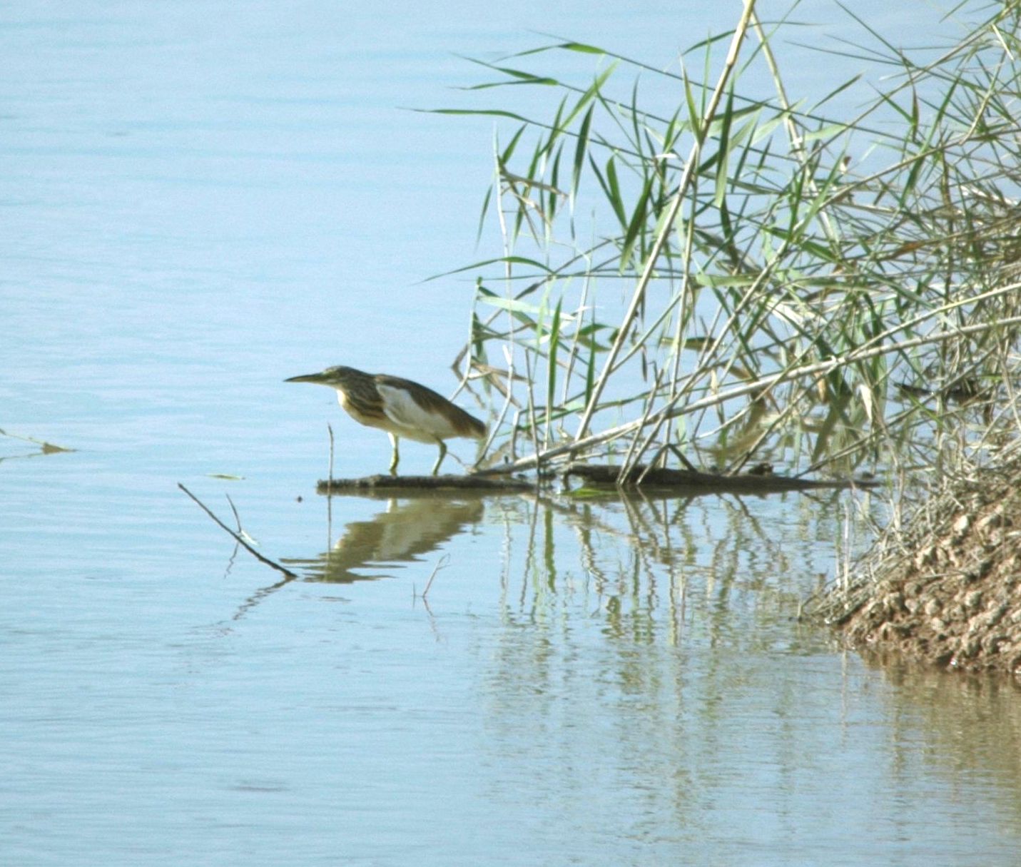 photos/wildlife/Bird_Species/021-Herons/0325-Squacco_Heron/20090924-Spain-01_small.jpg