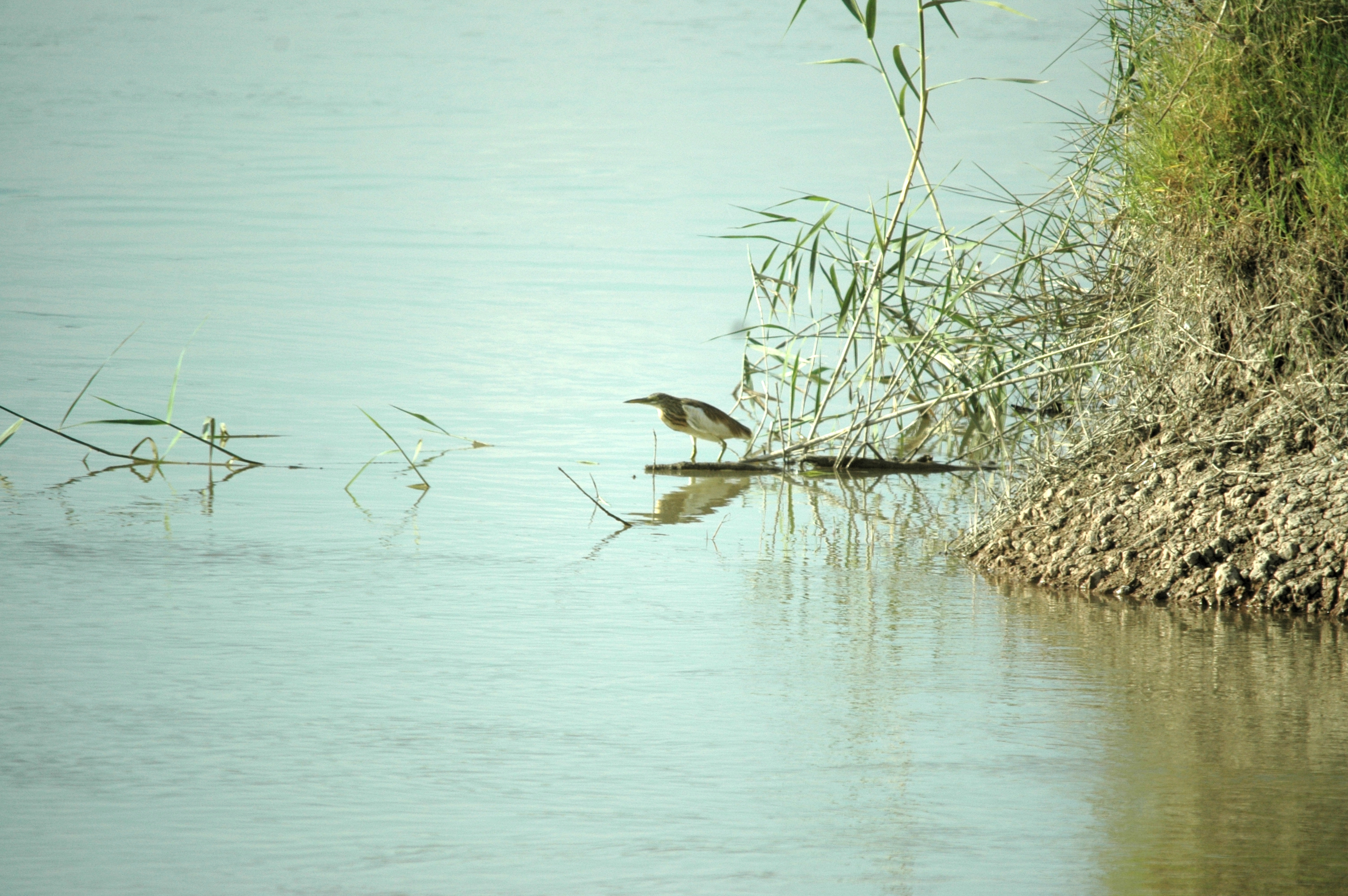 photos/wildlife/Bird_Species/021-Herons/0325-Squacco_Heron/20090924-Spain-02.jpg