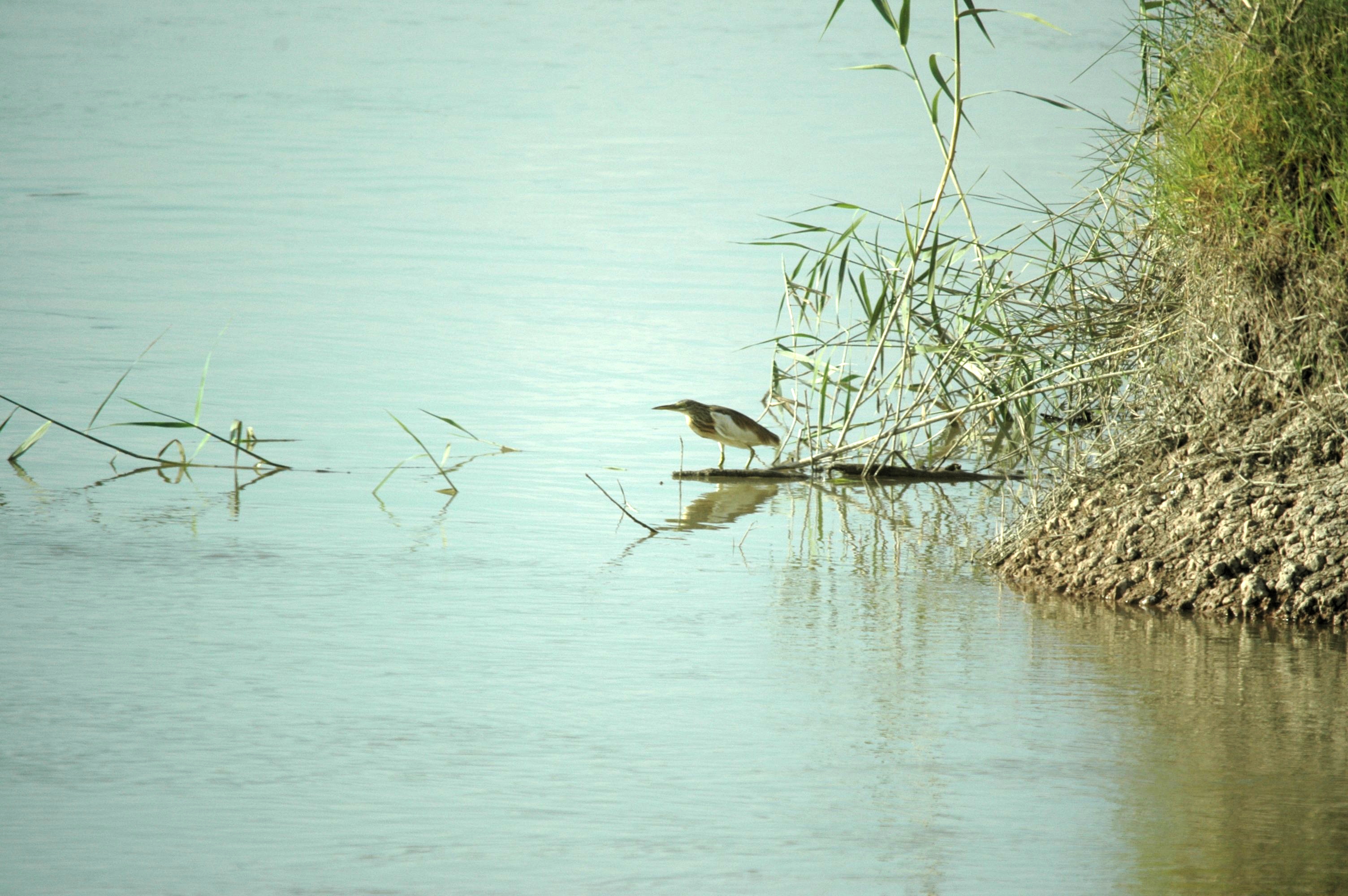 photos/wildlife/Bird_Species/021-Herons/0325-Squacco_Heron/20090924-Spain-03.jpg