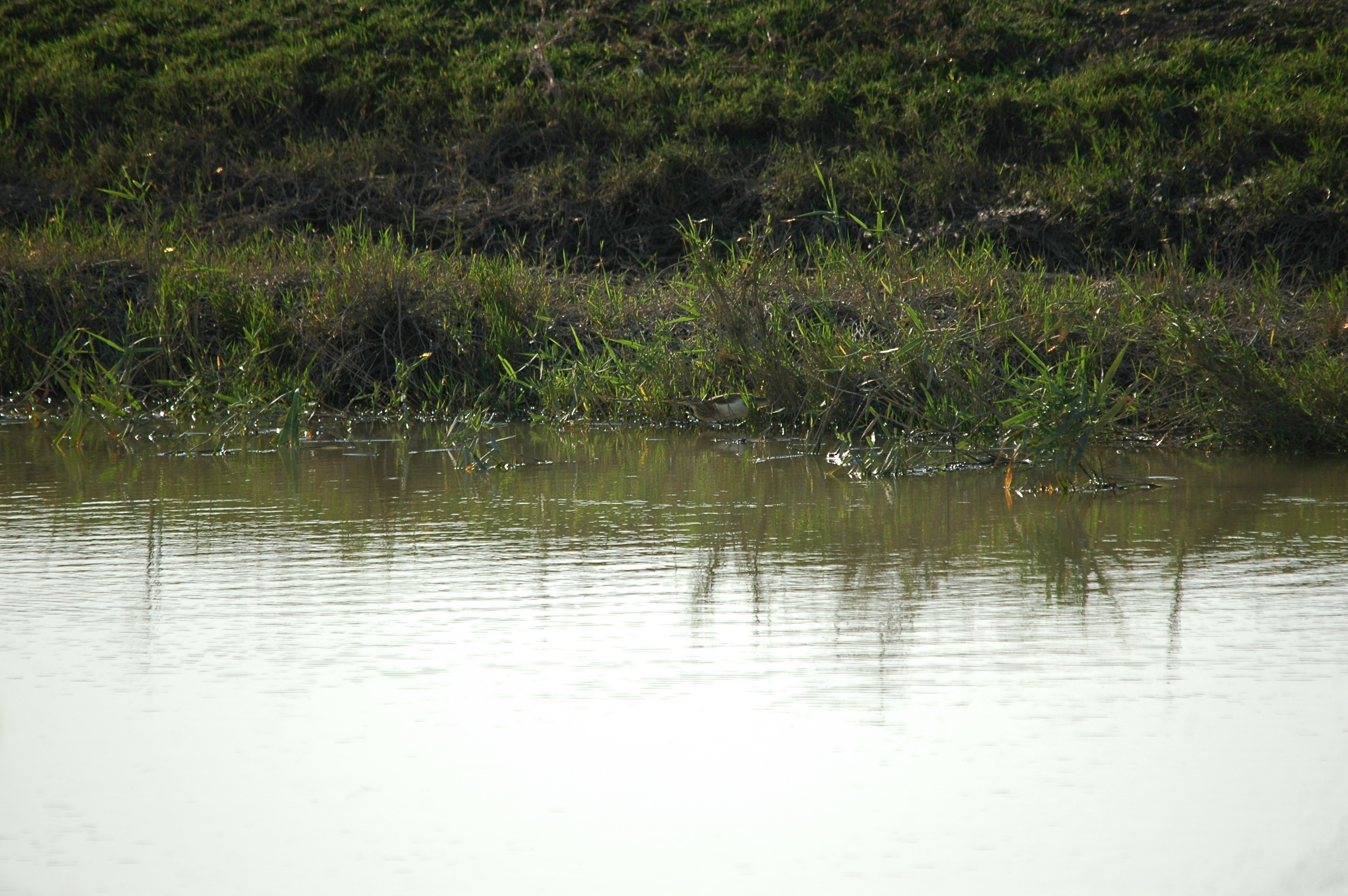 photos/wildlife/Bird_Species/021-Herons/0325-Squacco_Heron/20090924-Spain-04.jpg