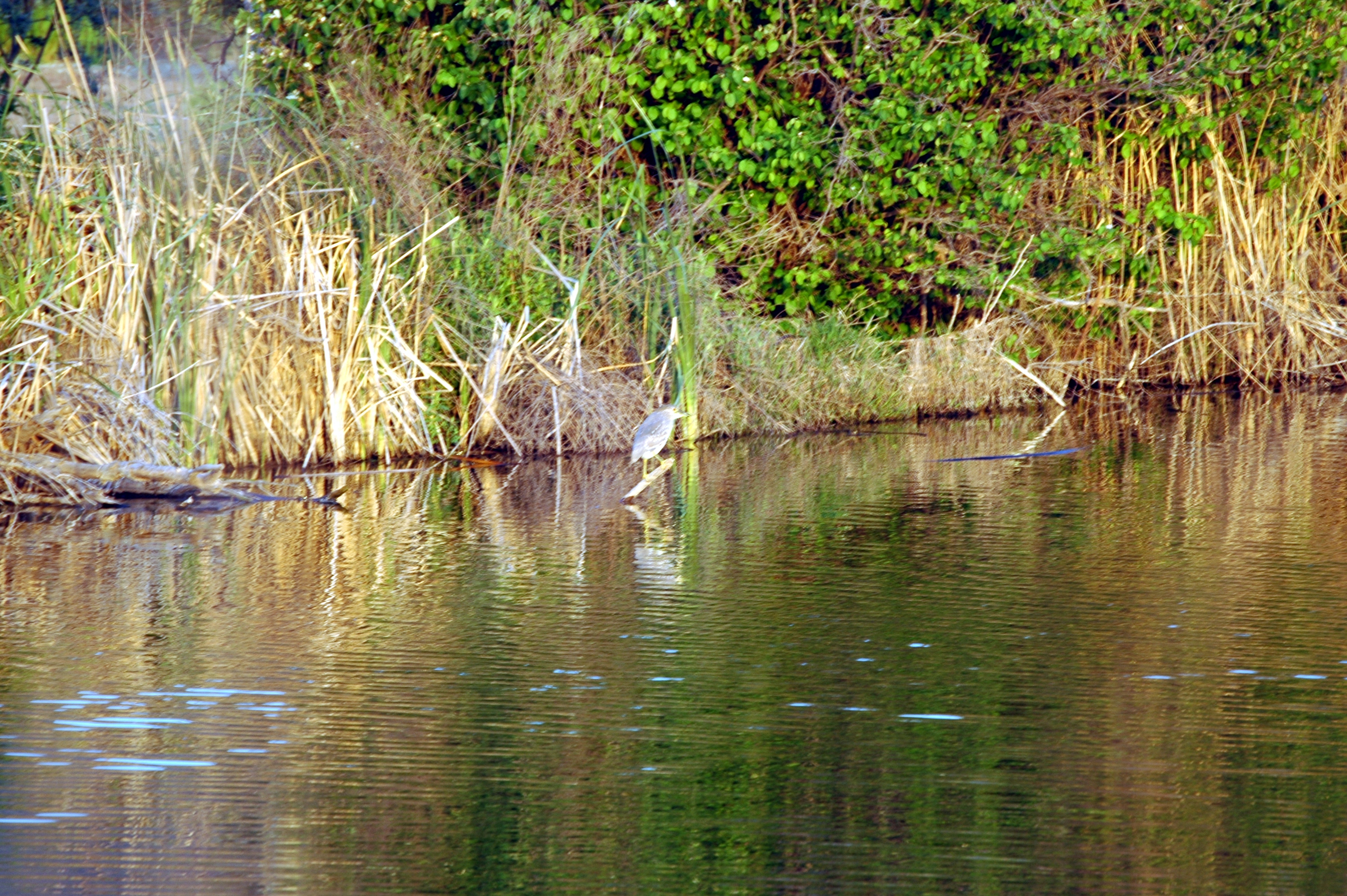 photos/wildlife/Bird_Species/021-Herons/0336-Night_Heron/20060426-Lesvos-01.jpg