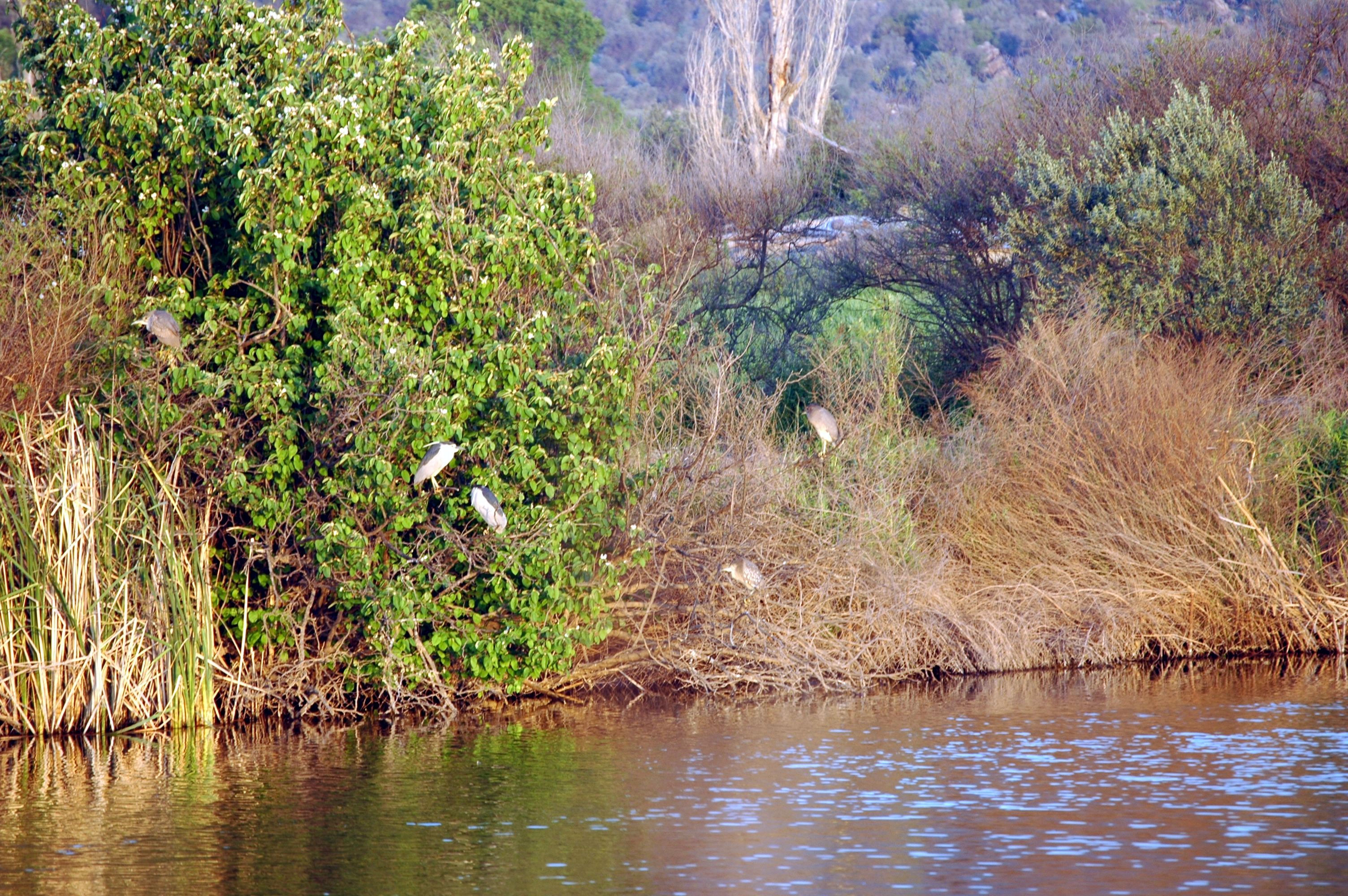 photos/wildlife/Bird_Species/021-Herons/0336-Night_Heron/20060426-Lesvos-02.jpg
