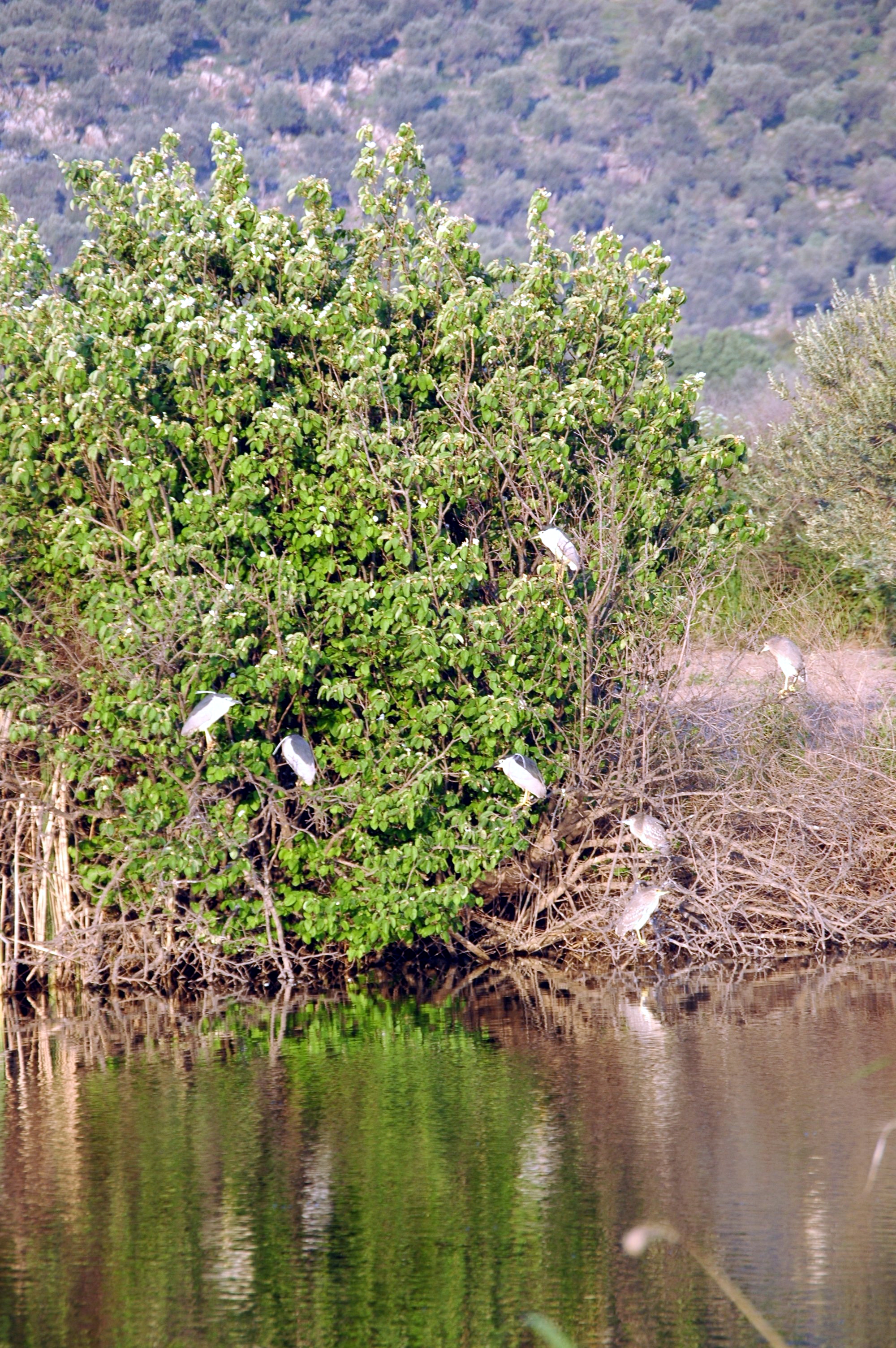 photos/wildlife/Bird_Species/021-Herons/0336-Night_Heron/20060426-Lesvos-03.jpg