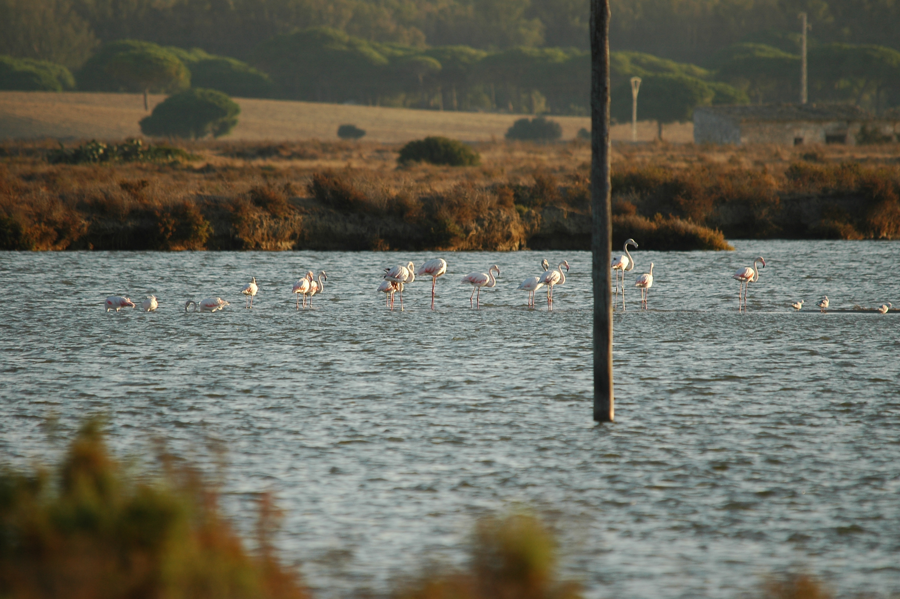 photos/wildlife/Bird_Species/023-Flamingoes/0363-Greater_Flamingo/20090924-Spain-01.jpg