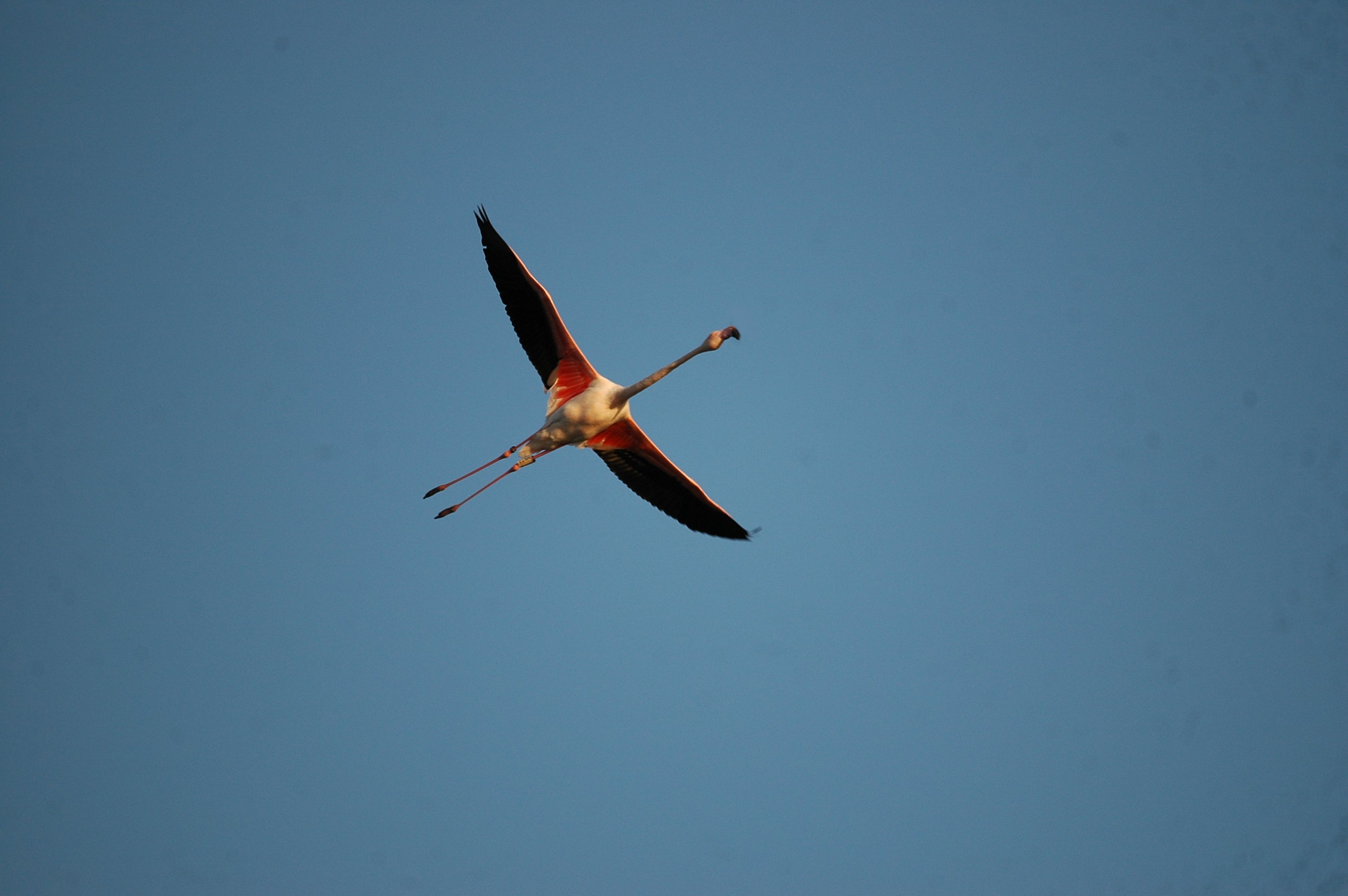 photos/wildlife/Bird_Species/023-Flamingoes/0363-Greater_Flamingo/20090924-Spain-02.jpg