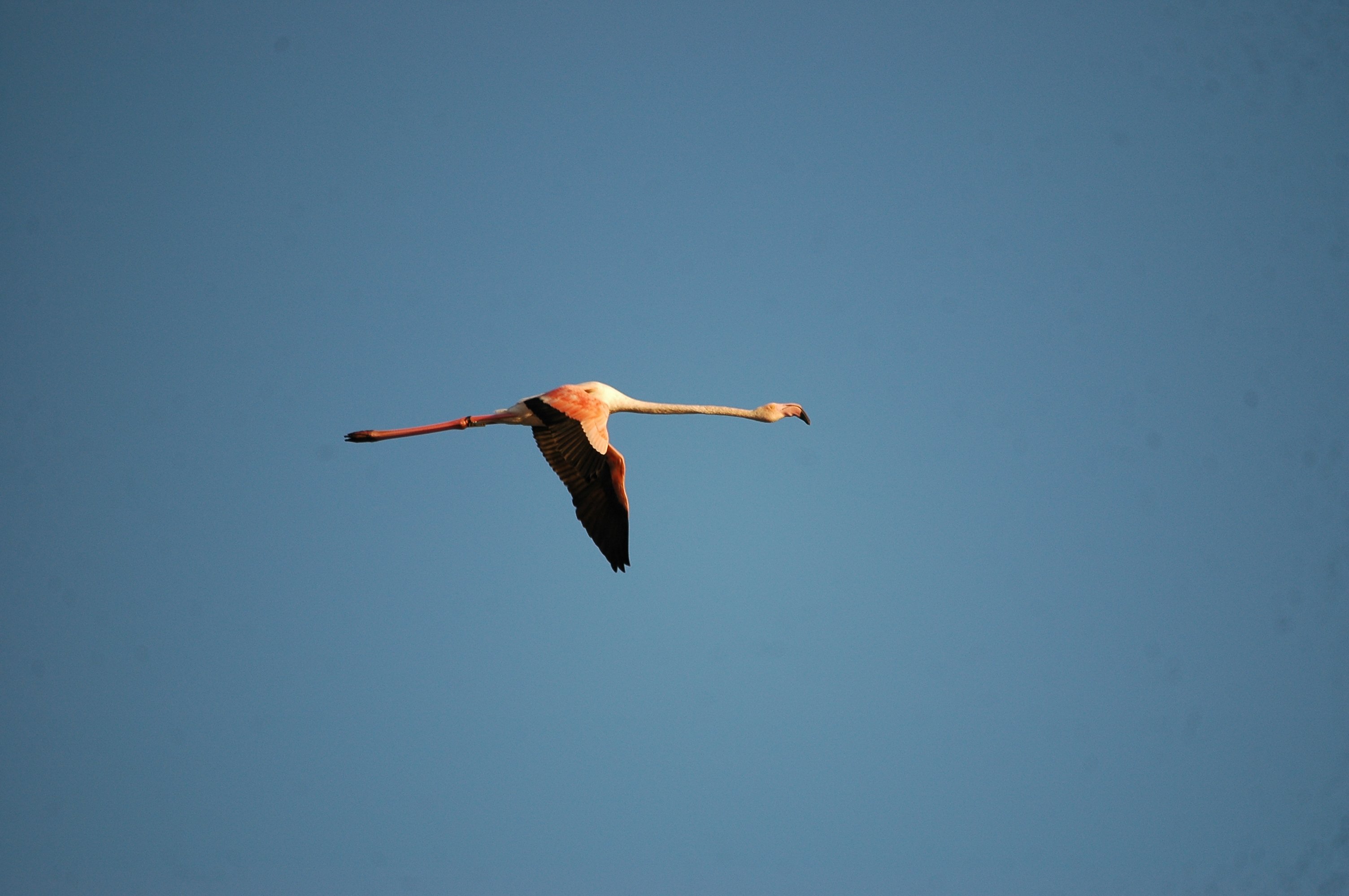 photos/wildlife/Bird_Species/023-Flamingoes/0363-Greater_Flamingo/20090924-Spain-03.jpg