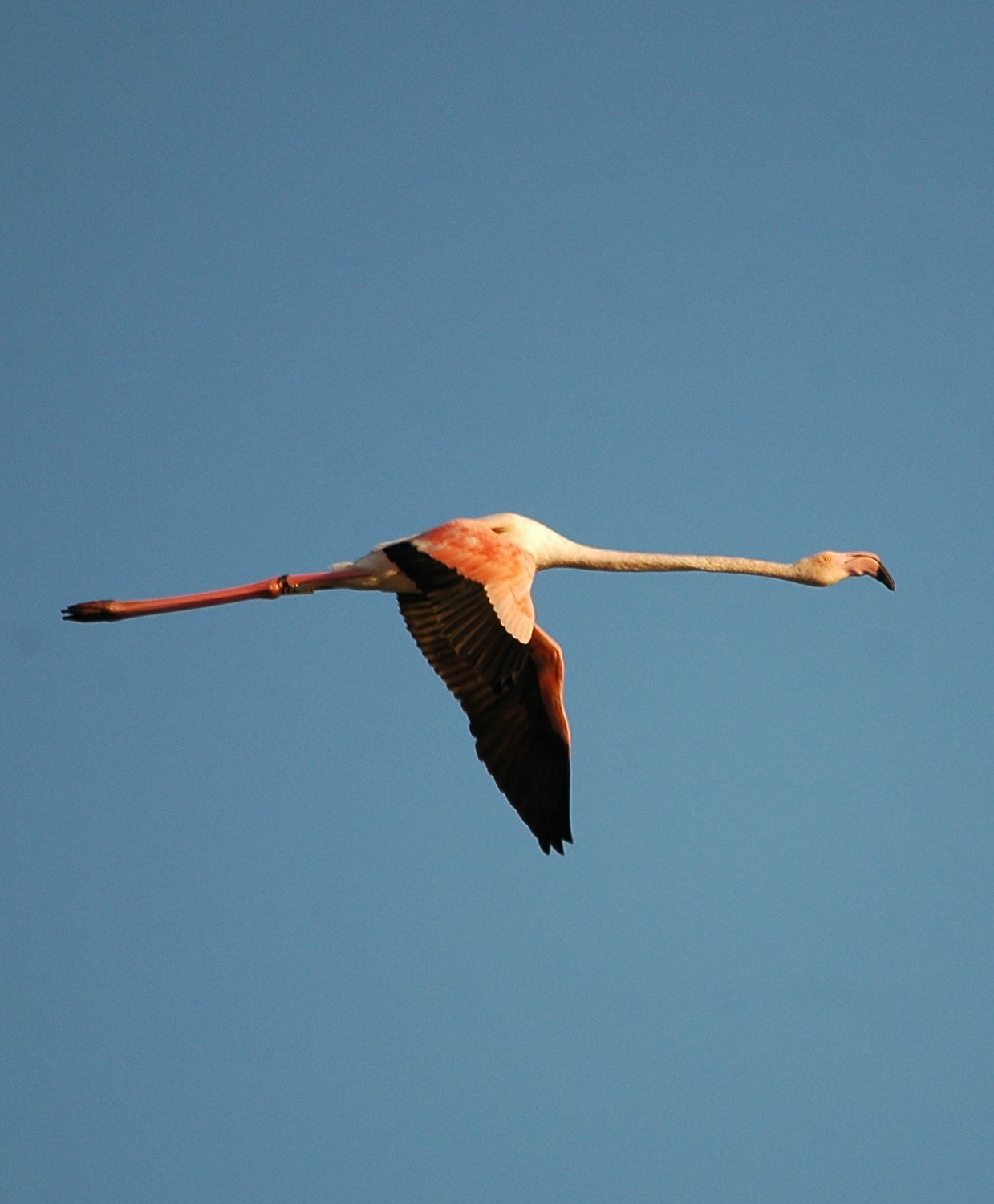 photos/wildlife/Bird_Species/023-Flamingoes/0363-Greater_Flamingo/20090924-Spain-03_sm.jpeg