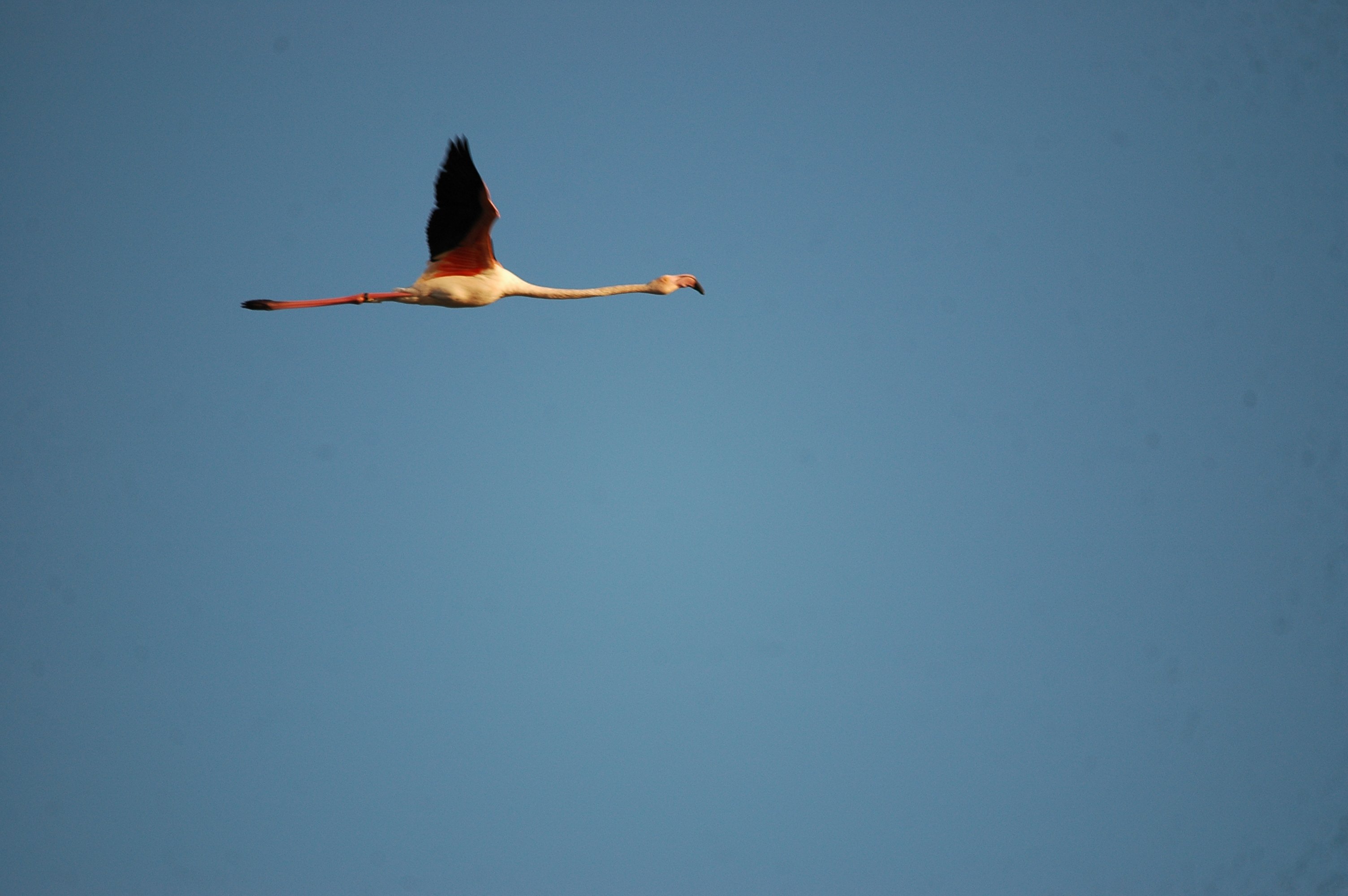 photos/wildlife/Bird_Species/023-Flamingoes/0363-Greater_Flamingo/20090924-Spain-04.jpg