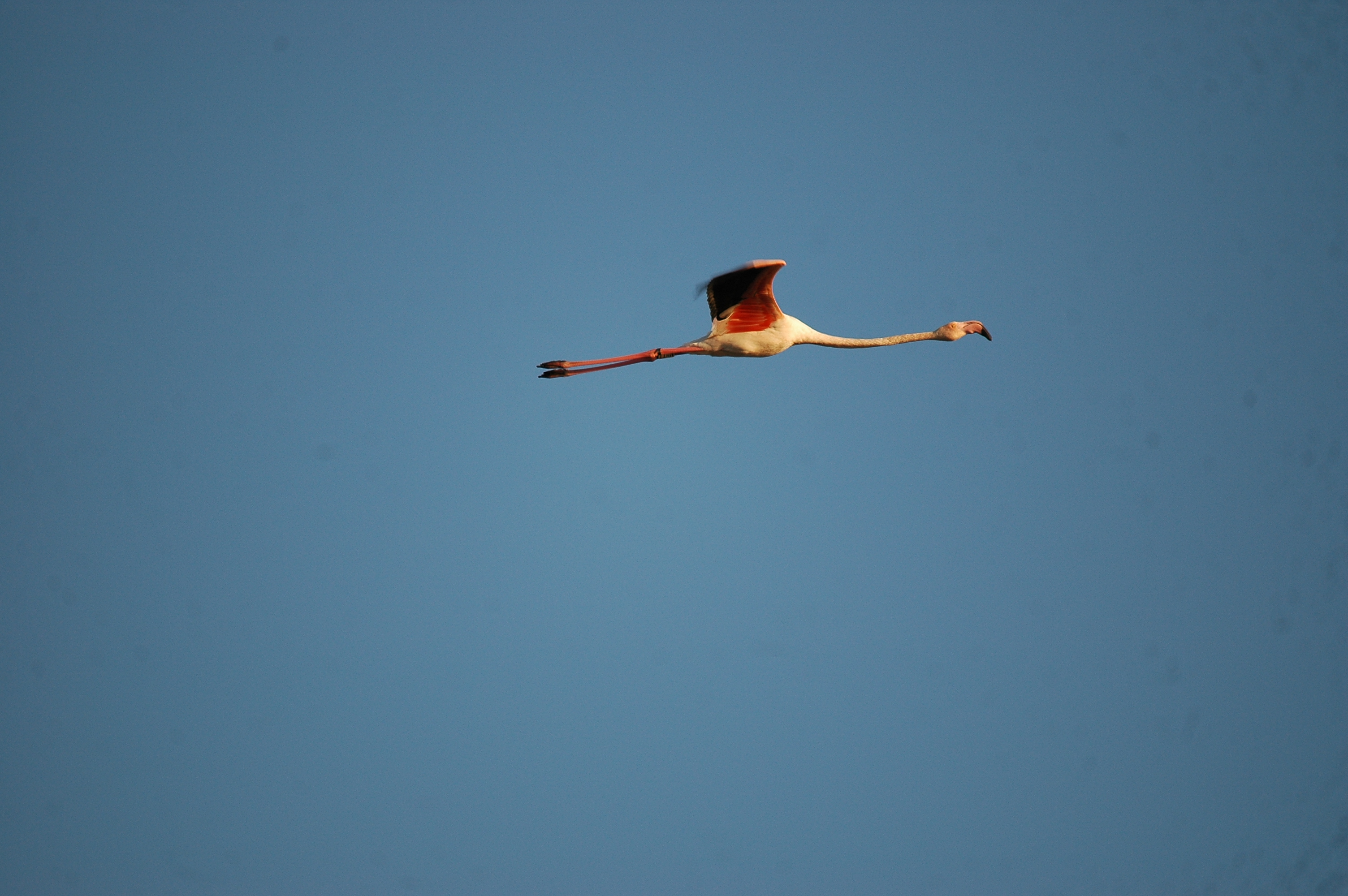 photos/wildlife/Bird_Species/023-Flamingoes/0363-Greater_Flamingo/20090924-Spain-05.jpg