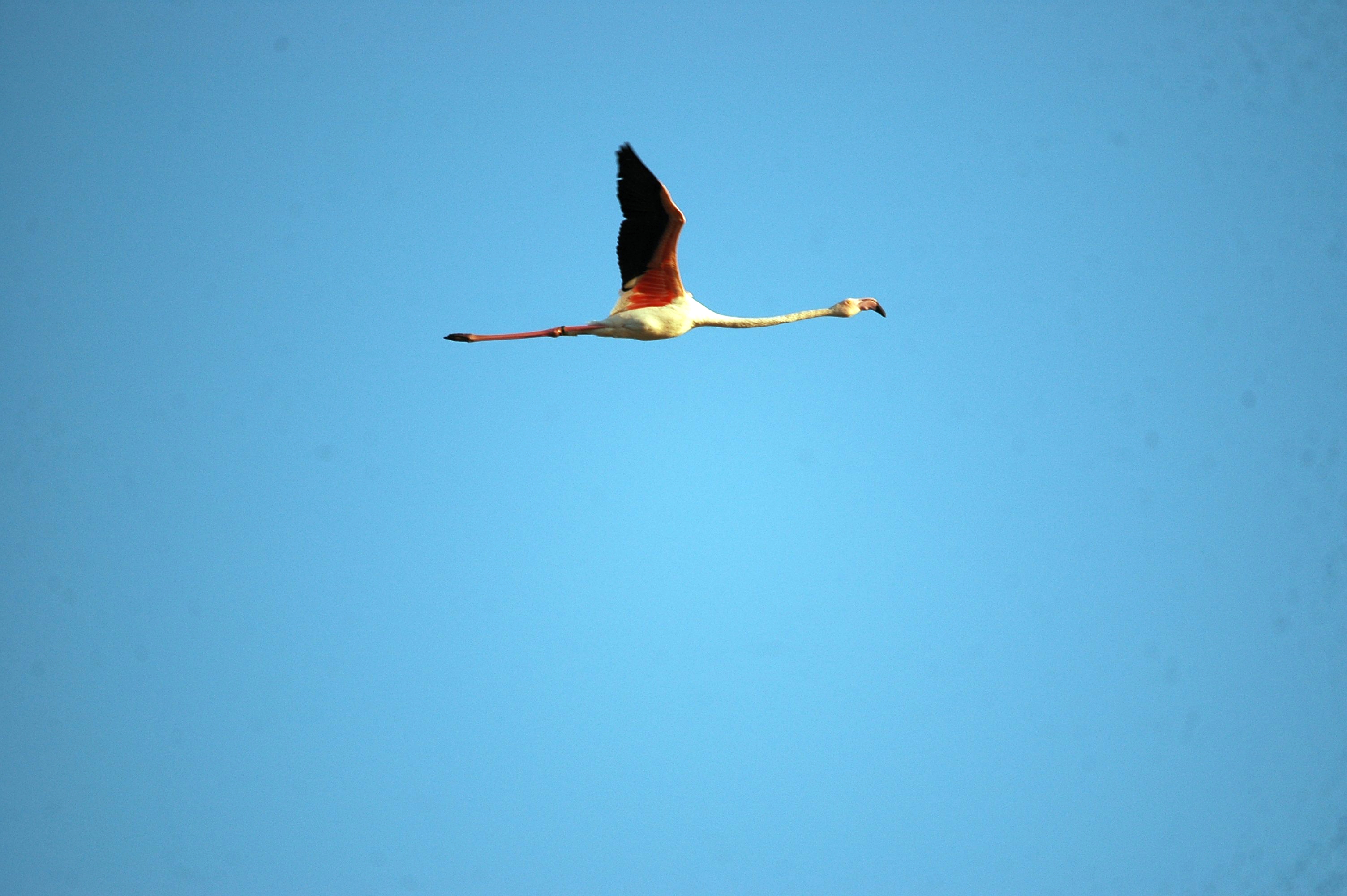 photos/wildlife/Bird_Species/023-Flamingoes/0363-Greater_Flamingo/20090924-Spain-06.jpg