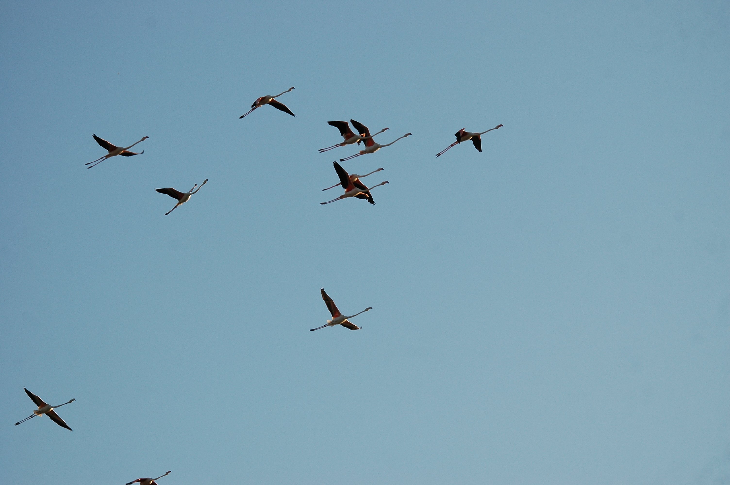 photos/wildlife/Bird_Species/023-Flamingoes/0363-Greater_Flamingo/20090924-Spain-07.jpg