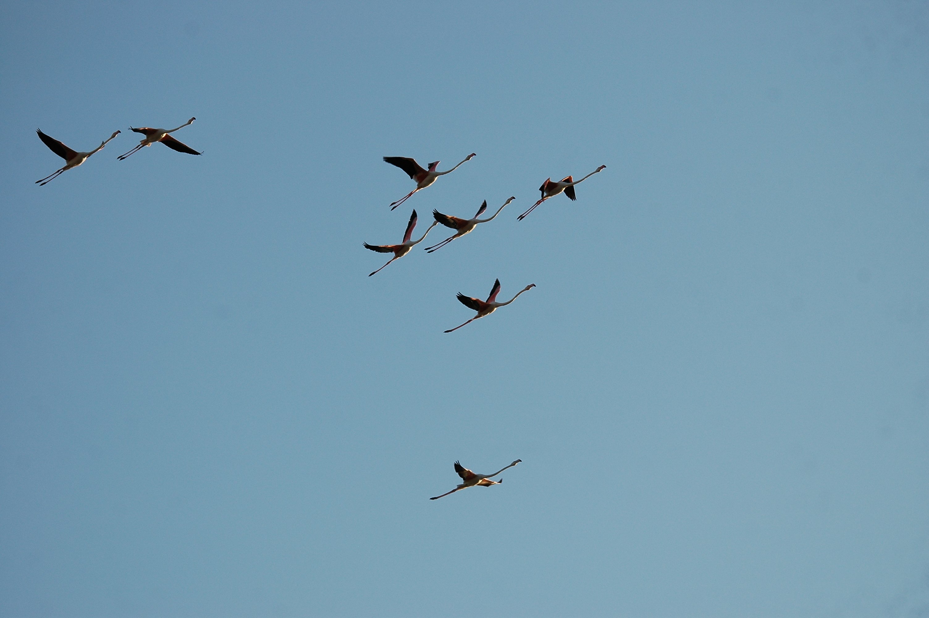 photos/wildlife/Bird_Species/023-Flamingoes/0363-Greater_Flamingo/20090924-Spain-08.jpg