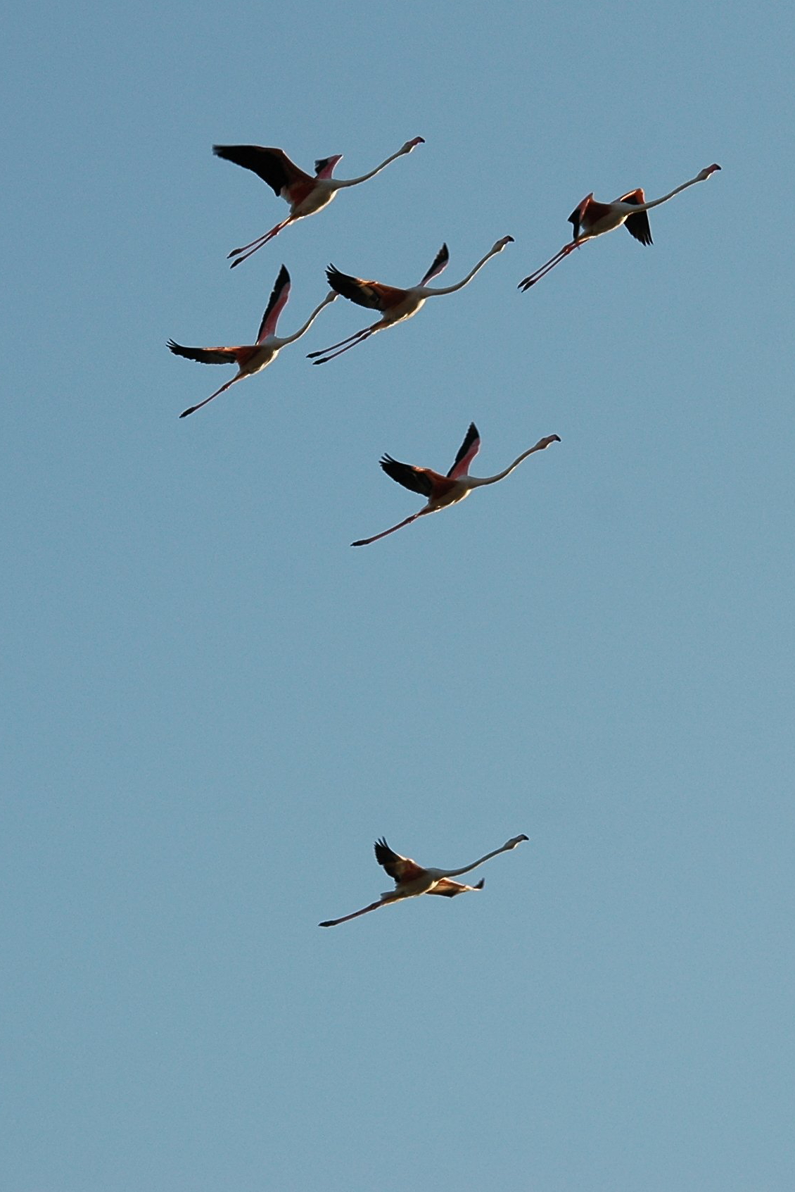 photos/wildlife/Bird_Species/023-Flamingoes/0363-Greater_Flamingo/20090924-Spain-08_sm.jpeg