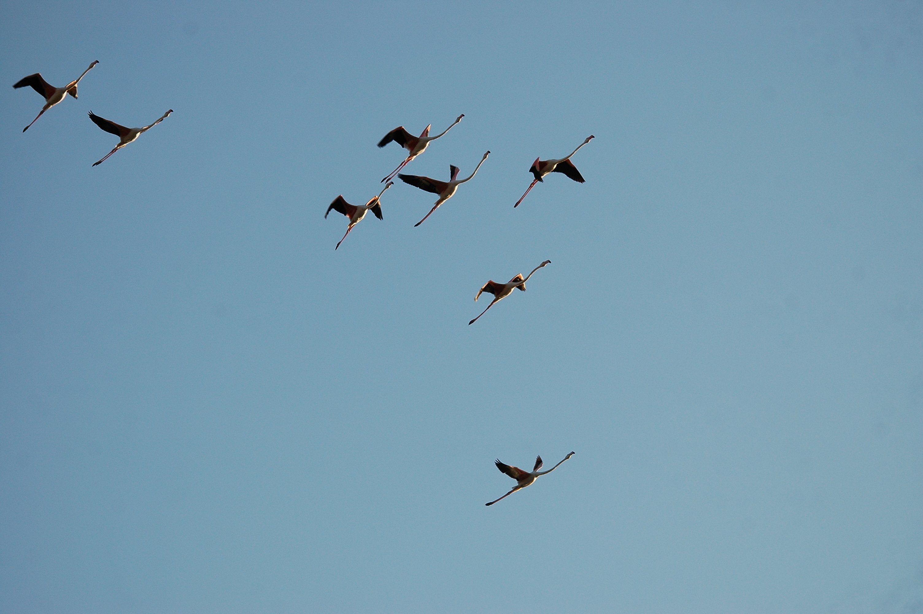 photos/wildlife/Bird_Species/023-Flamingoes/0363-Greater_Flamingo/20090924-Spain-09.jpg