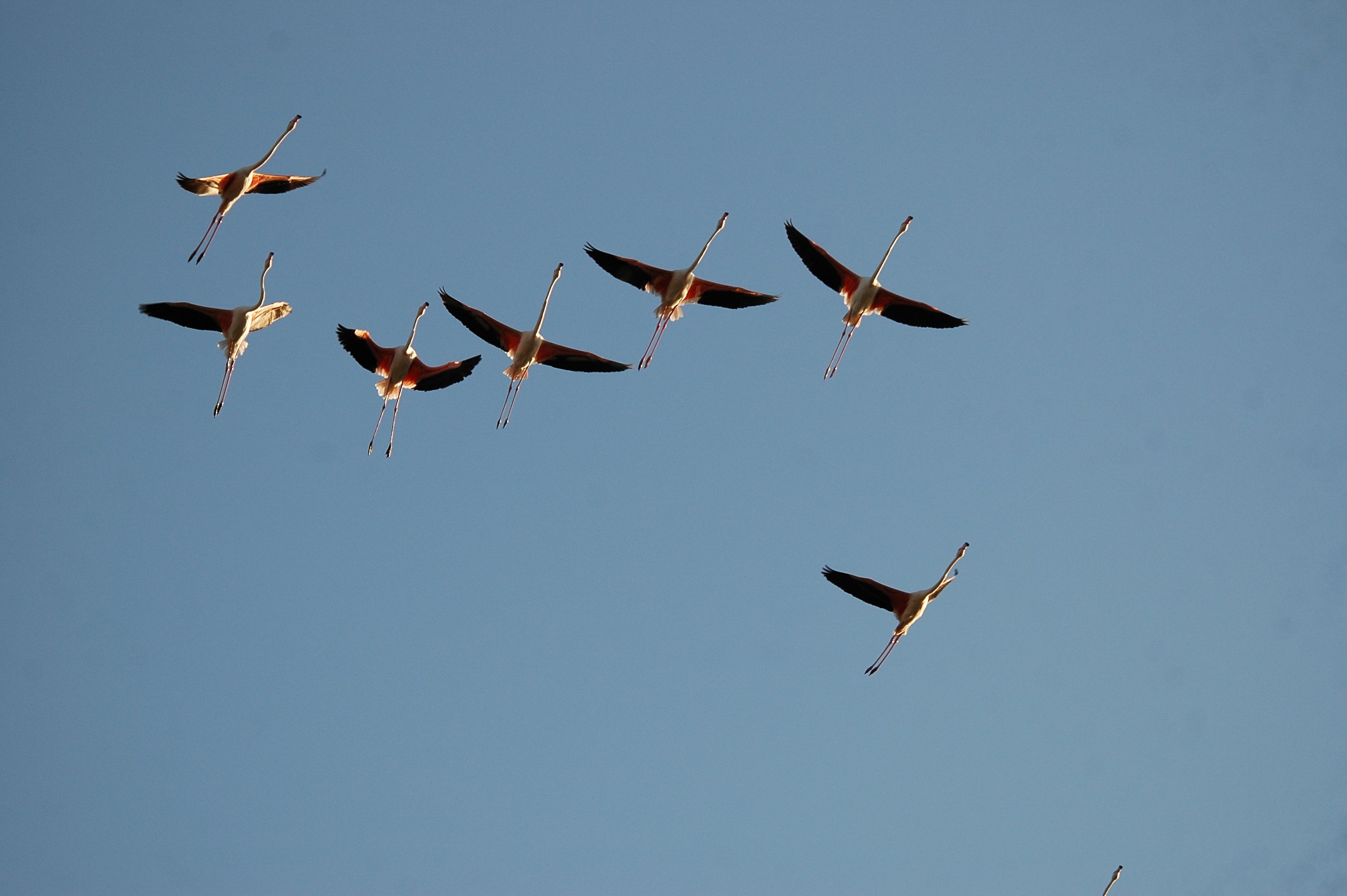 photos/wildlife/Bird_Species/023-Flamingoes/0363-Greater_Flamingo/20090924-Spain-10.jpg