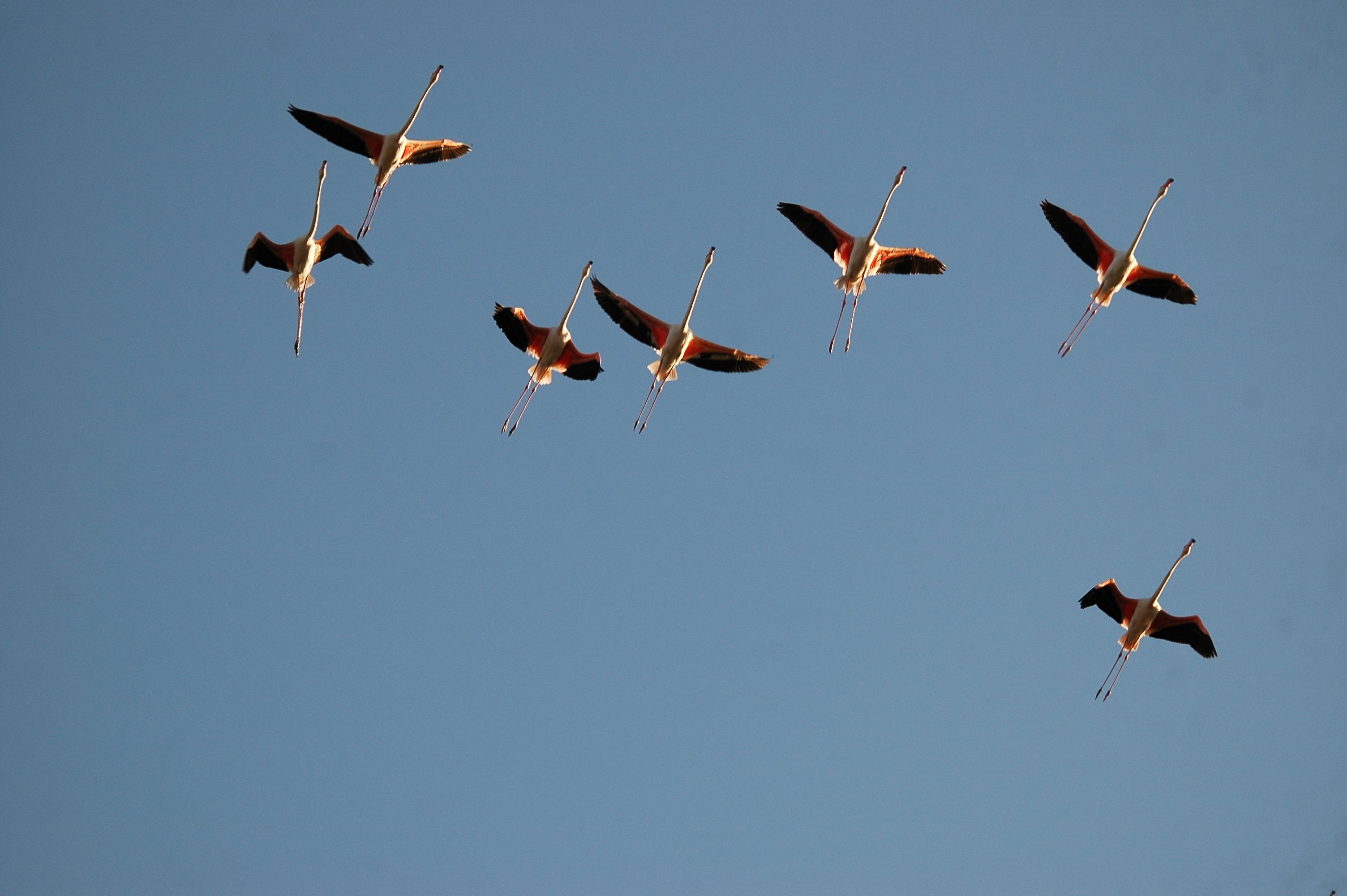 photos/wildlife/Bird_Species/023-Flamingoes/0363-Greater_Flamingo/20090924-Spain-11.jpg