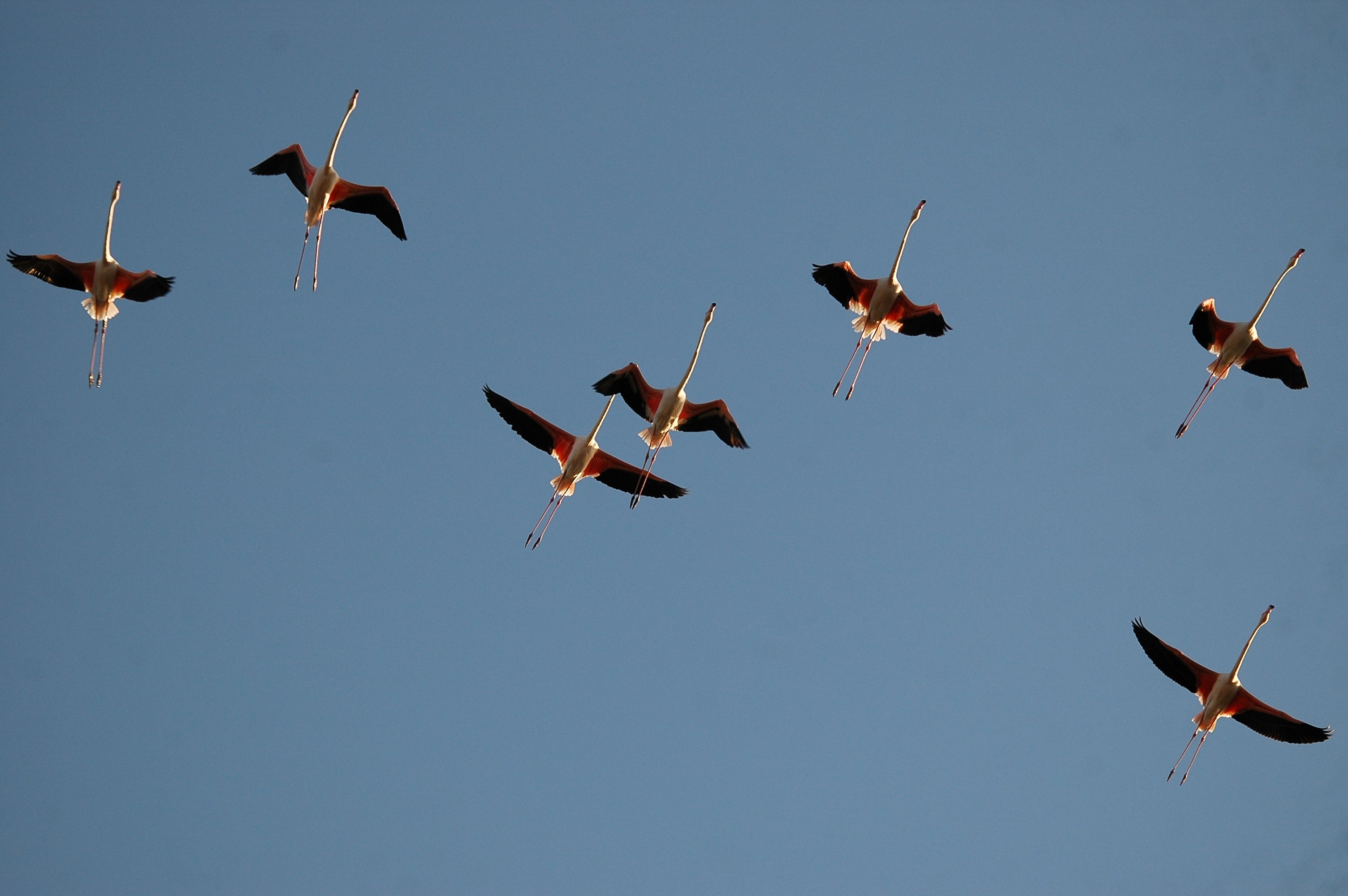 photos/wildlife/Bird_Species/023-Flamingoes/0363-Greater_Flamingo/20090924-Spain-12.jpg
