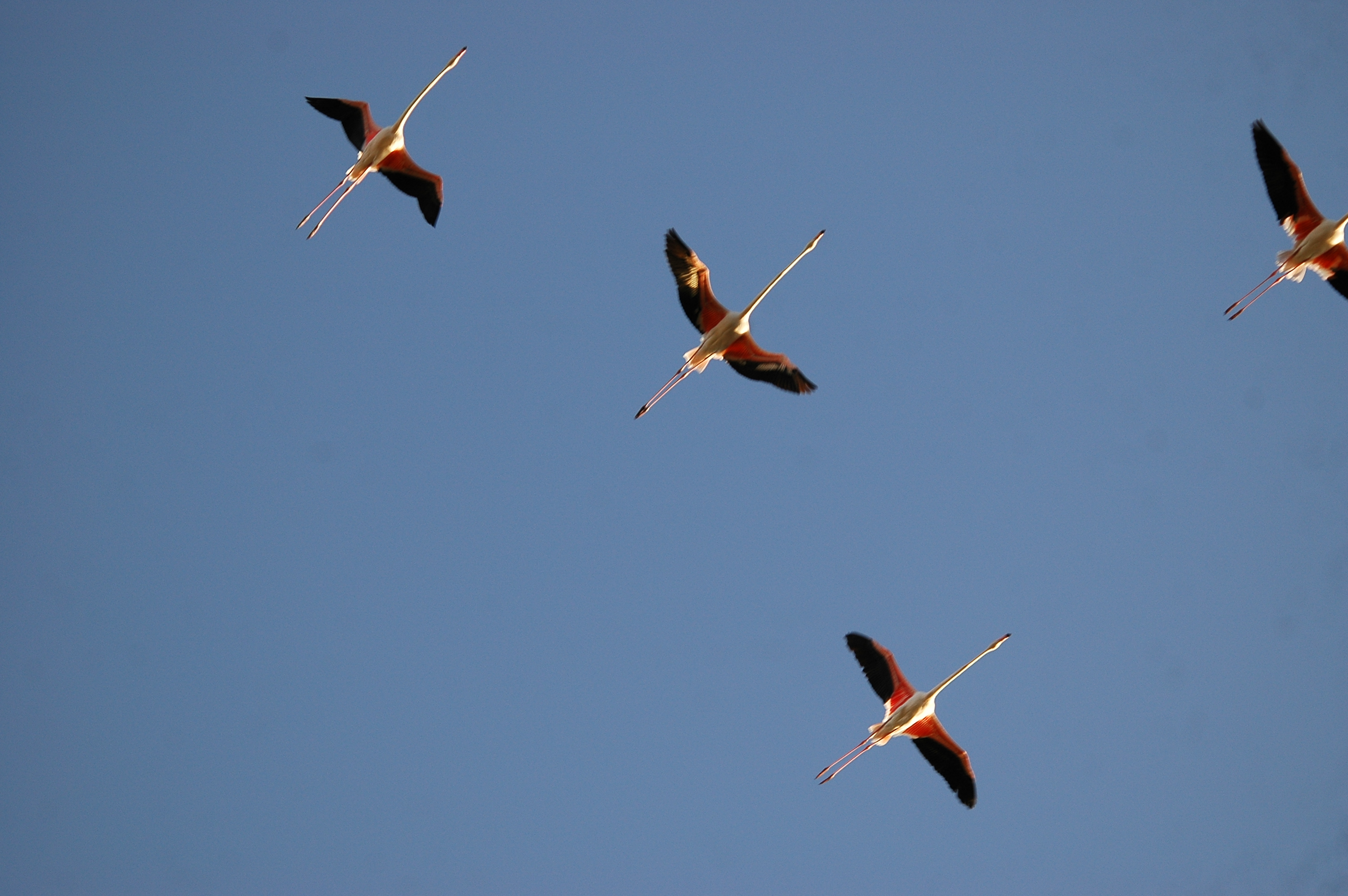 photos/wildlife/Bird_Species/023-Flamingoes/0363-Greater_Flamingo/20090924-Spain-13.jpg