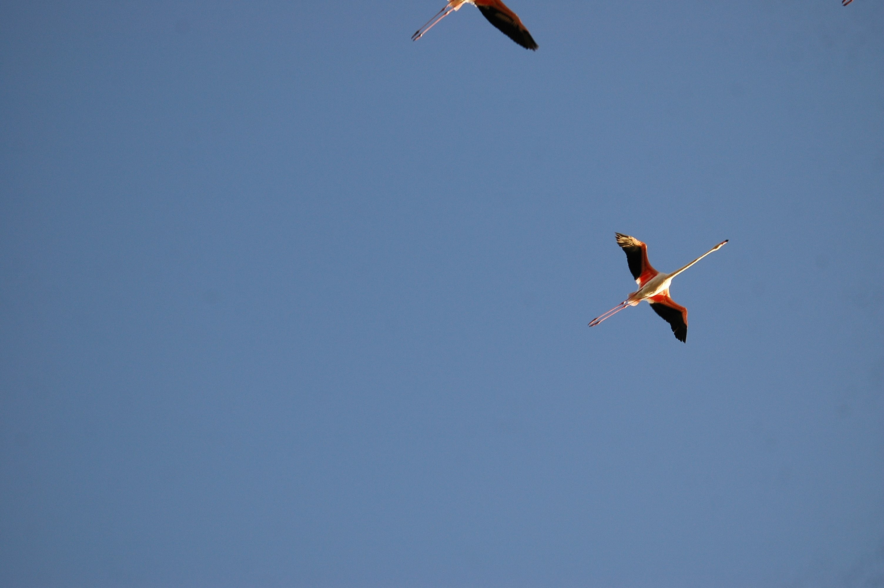 photos/wildlife/Bird_Species/023-Flamingoes/0363-Greater_Flamingo/20090924-Spain-14.jpg