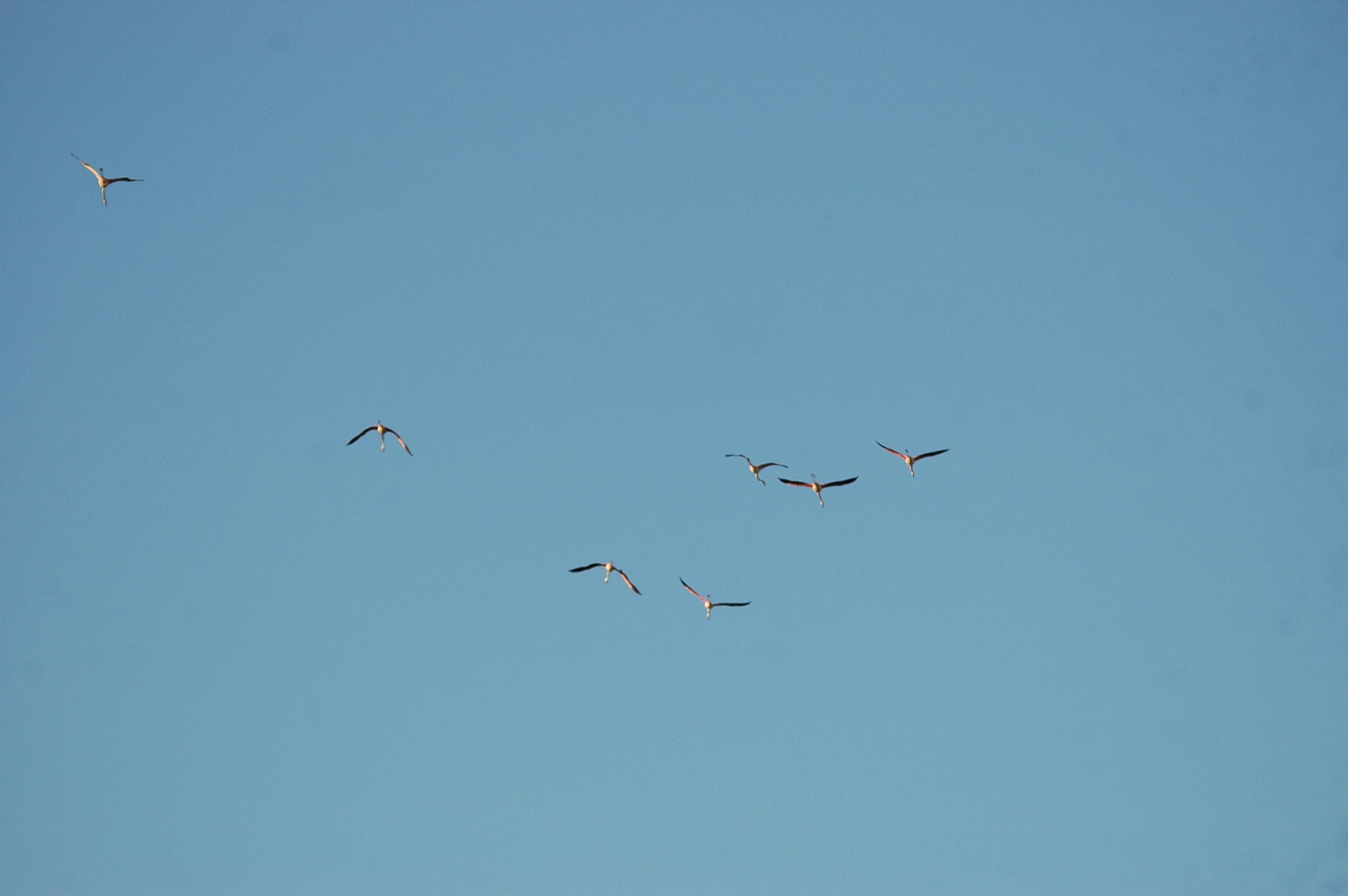 photos/wildlife/Bird_Species/023-Flamingoes/0363-Greater_Flamingo/20090924-Spain-15.jpg