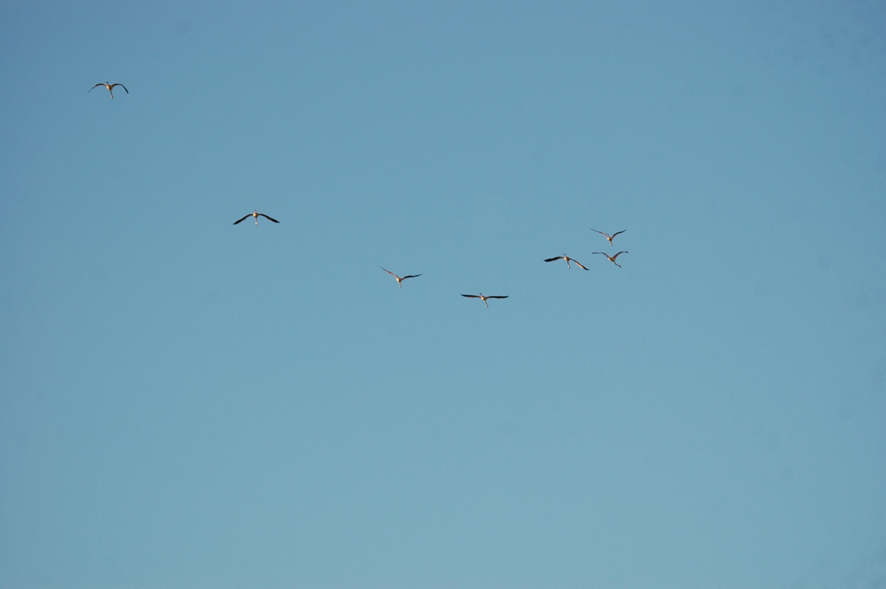 photos/wildlife/Bird_Species/023-Flamingoes/0363-Greater_Flamingo/20090924-Spain-16.jpg