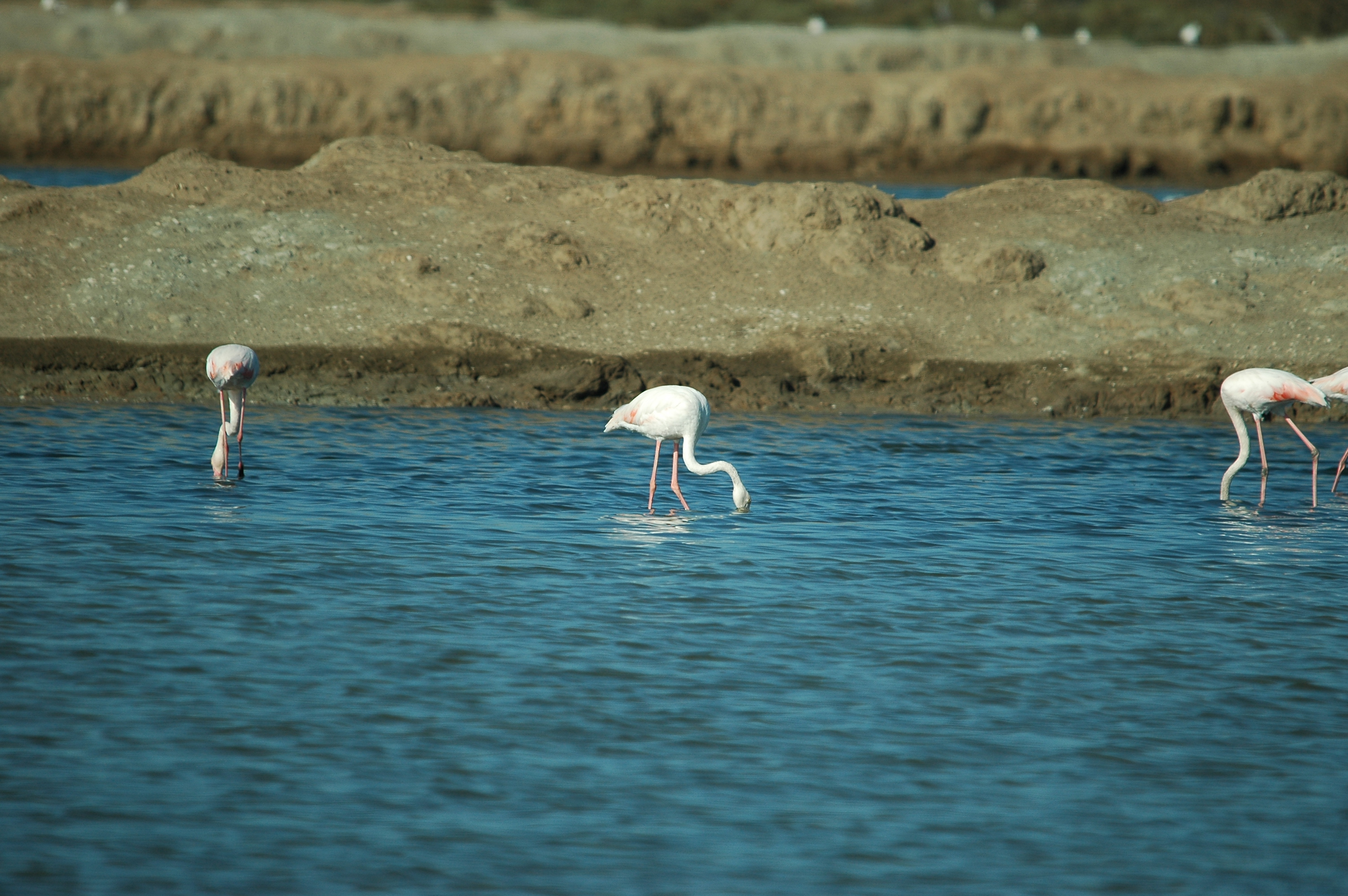 photos/wildlife/Bird_Species/023-Flamingoes/0363-Greater_Flamingo/20090924-Spain-17.jpg