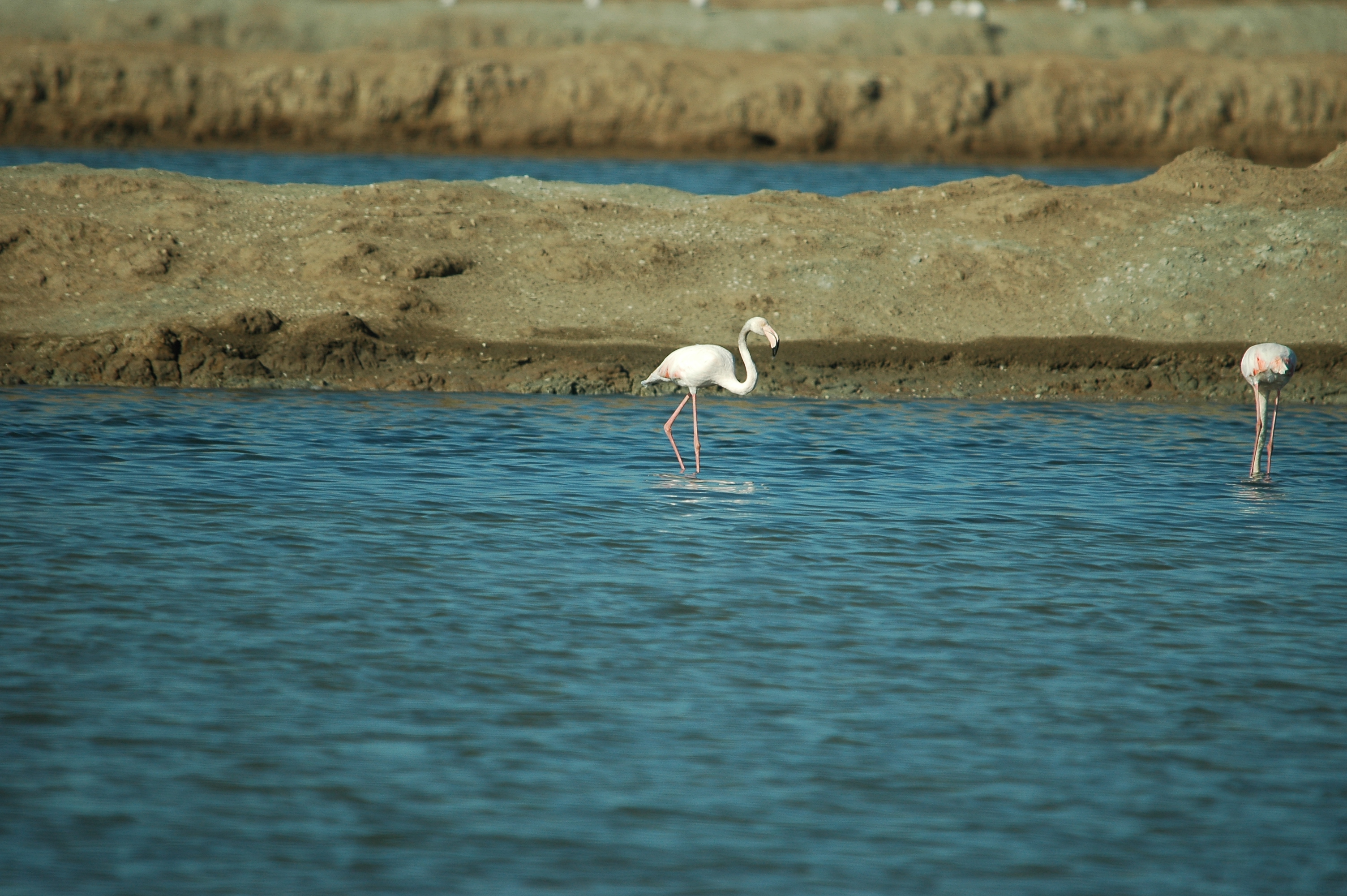 photos/wildlife/Bird_Species/023-Flamingoes/0363-Greater_Flamingo/20090924-Spain-18.jpg