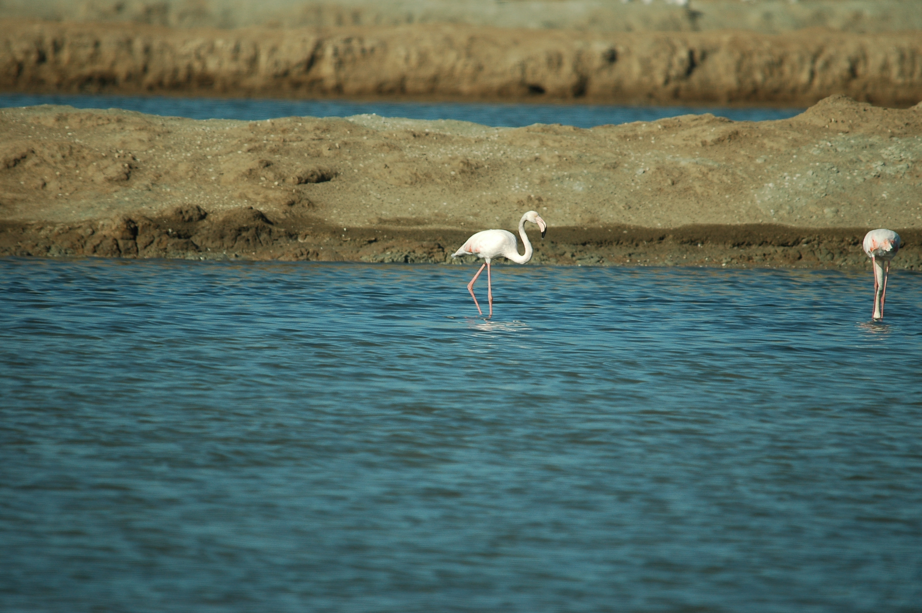 photos/wildlife/Bird_Species/023-Flamingoes/0363-Greater_Flamingo/20090924-Spain-19.jpg