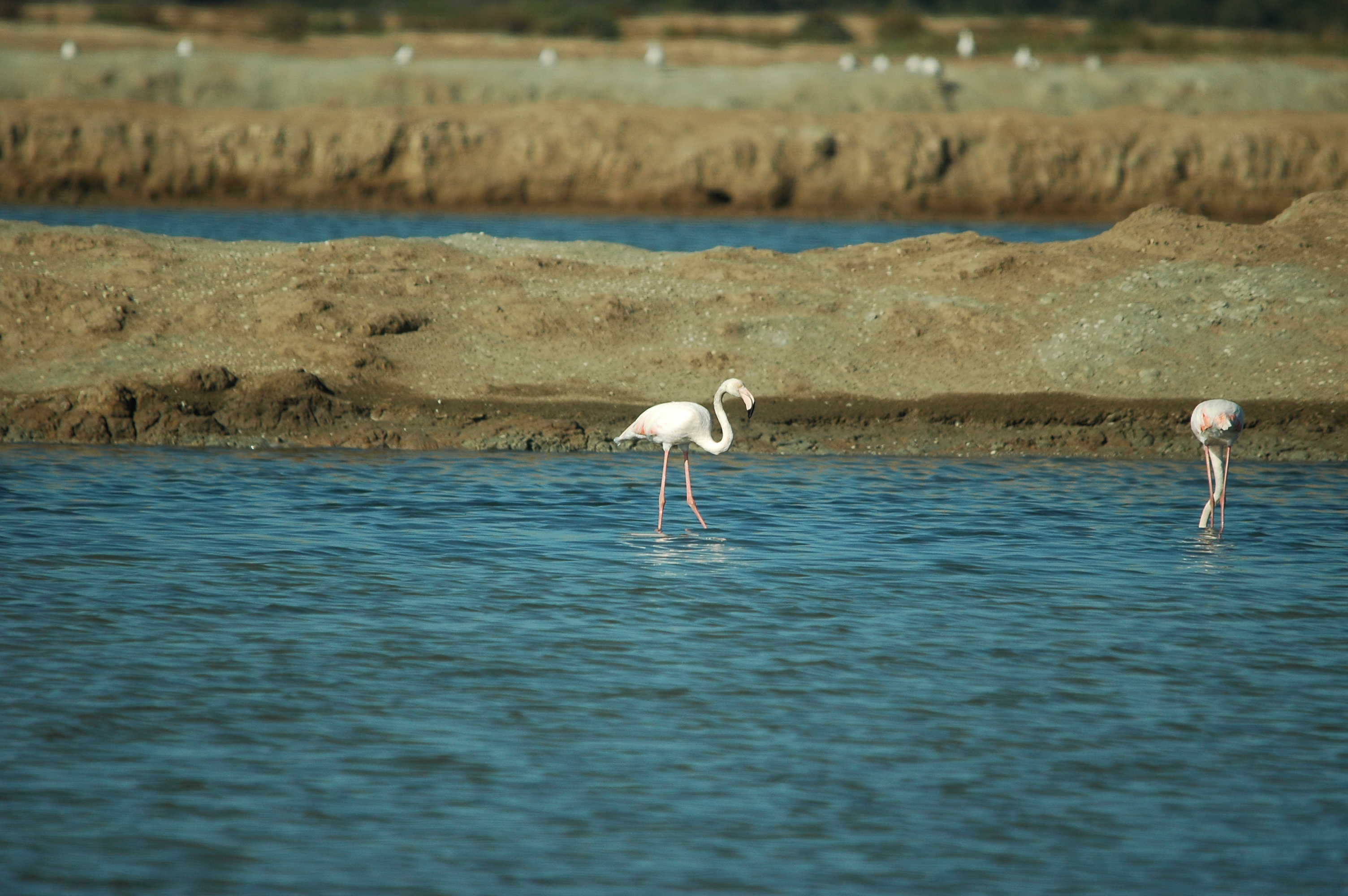 photos/wildlife/Bird_Species/023-Flamingoes/0363-Greater_Flamingo/20090924-Spain-20.jpg