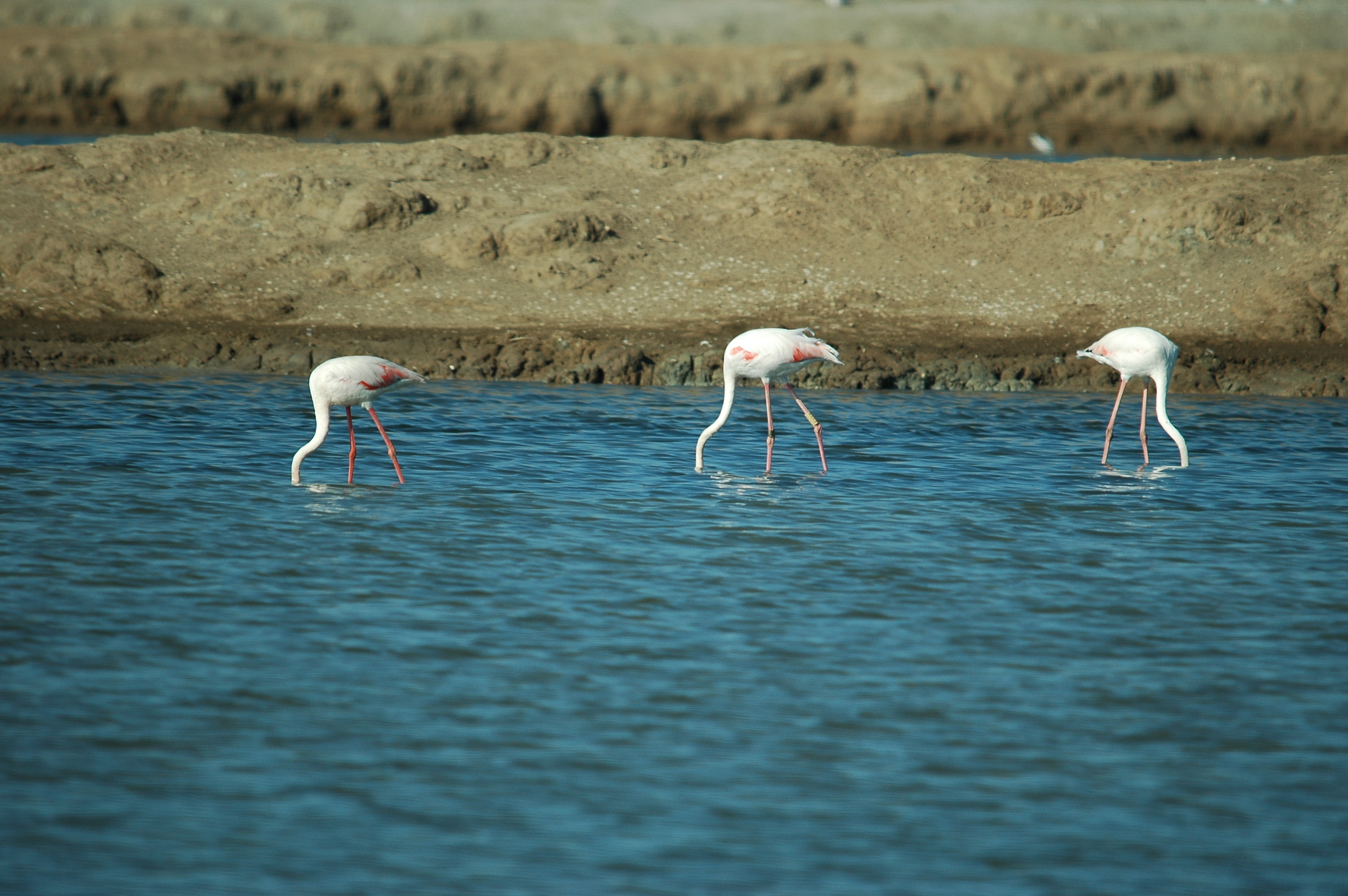 photos/wildlife/Bird_Species/023-Flamingoes/0363-Greater_Flamingo/20090924-Spain-21.jpg